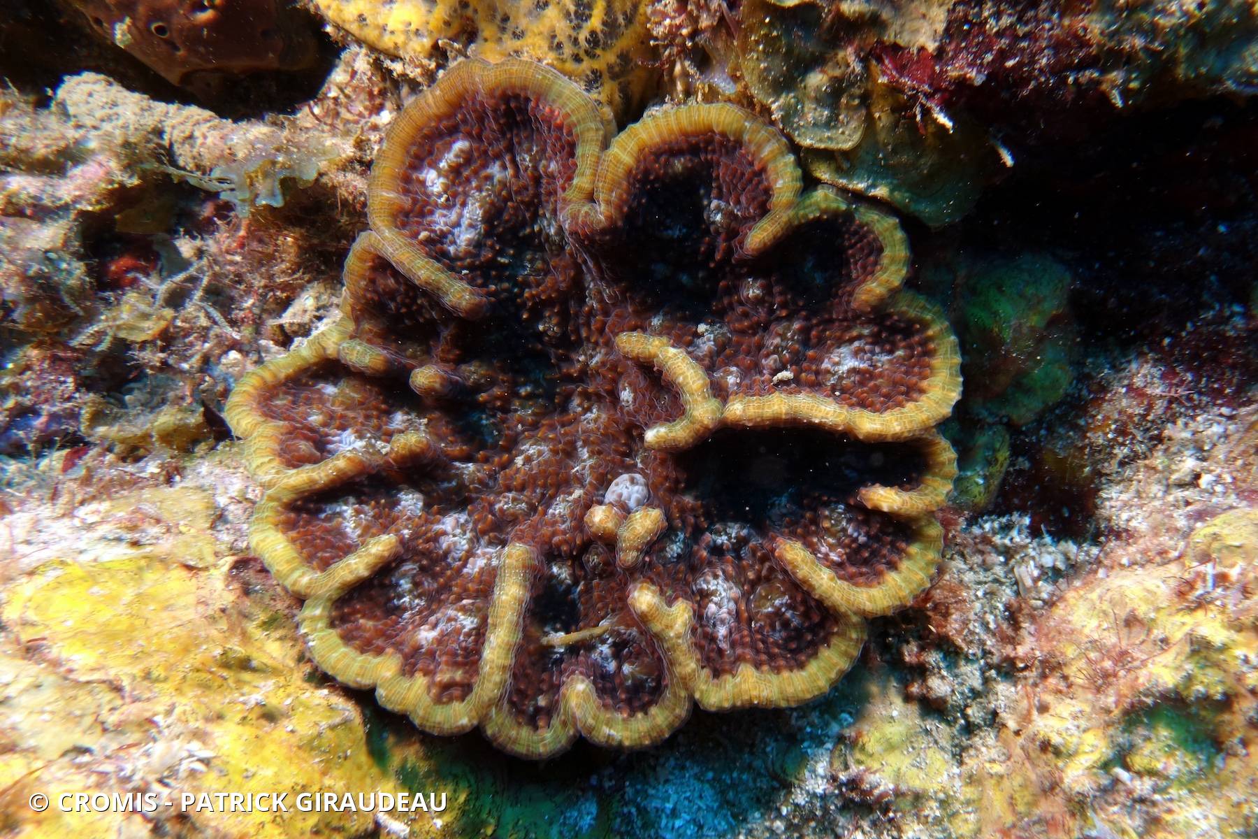 Corail cactus à bosses