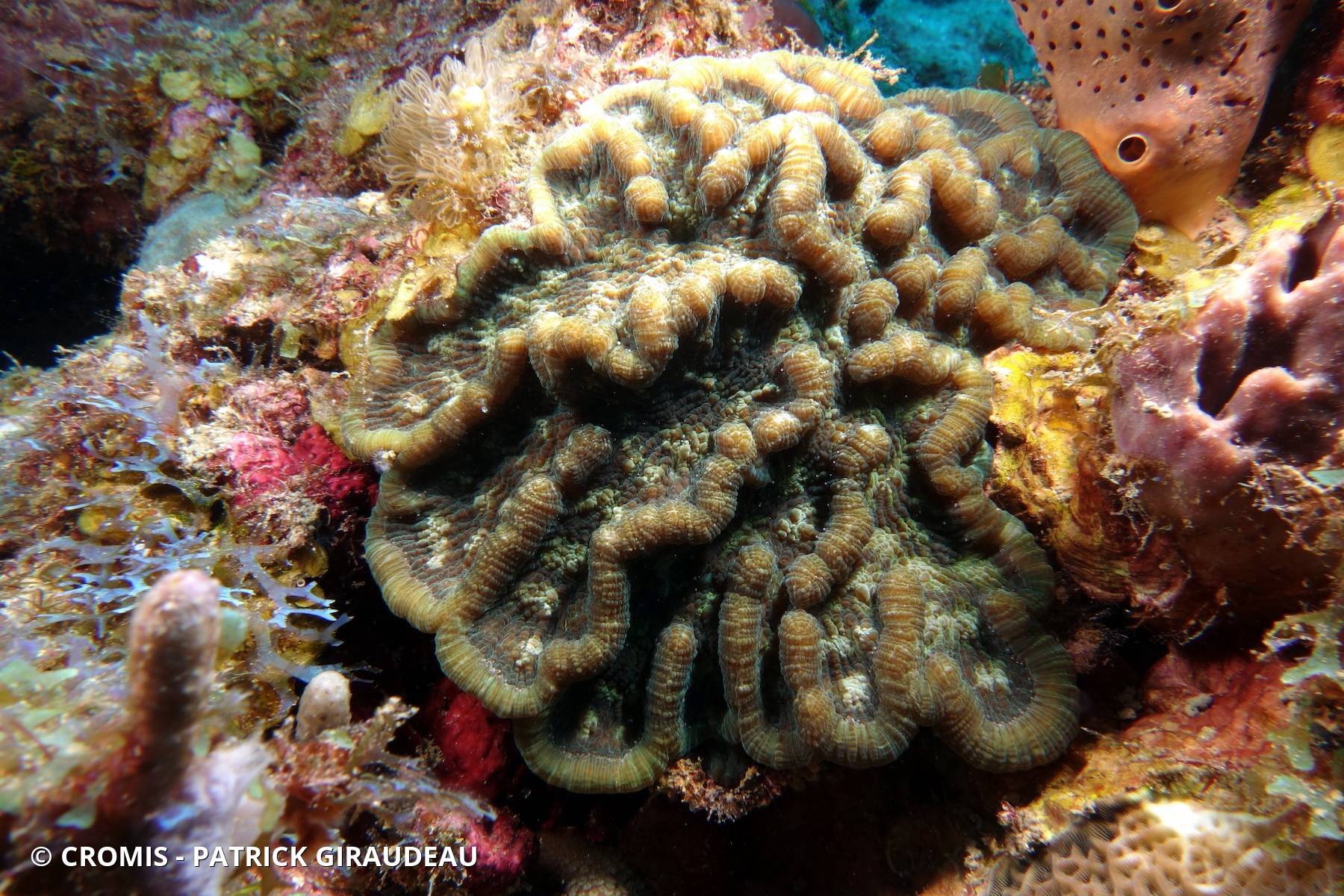 Corail cactus rugueux