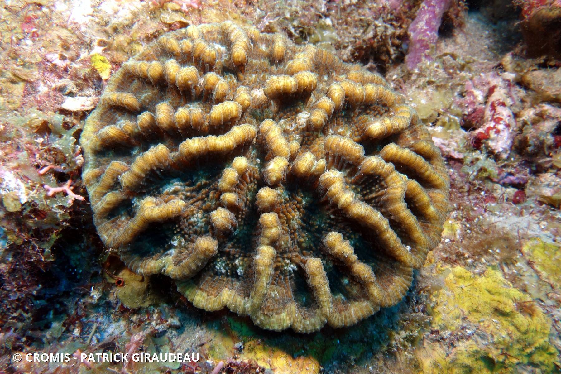 Corail cactus rugueux