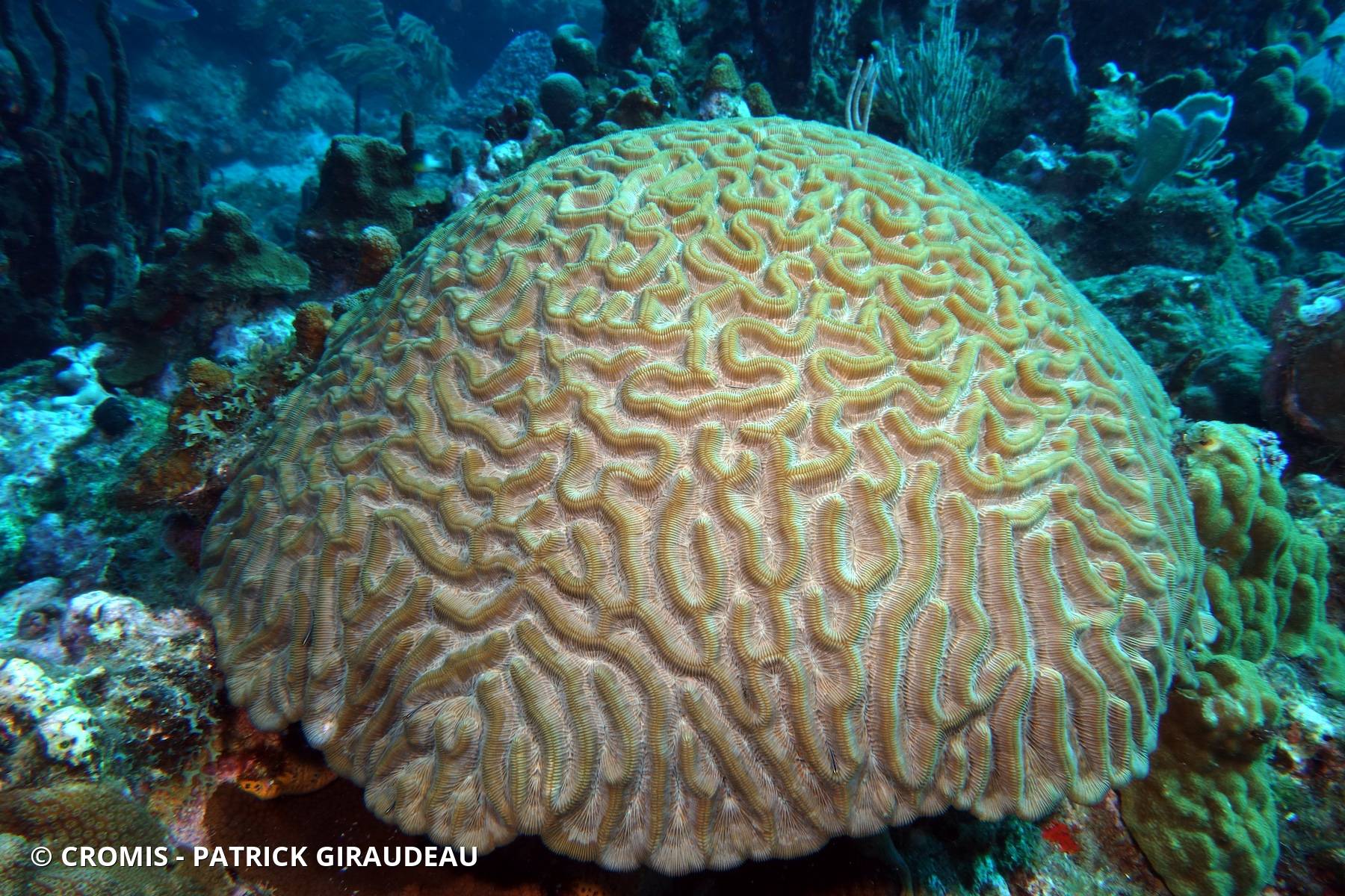 Corail cerveau symétrique