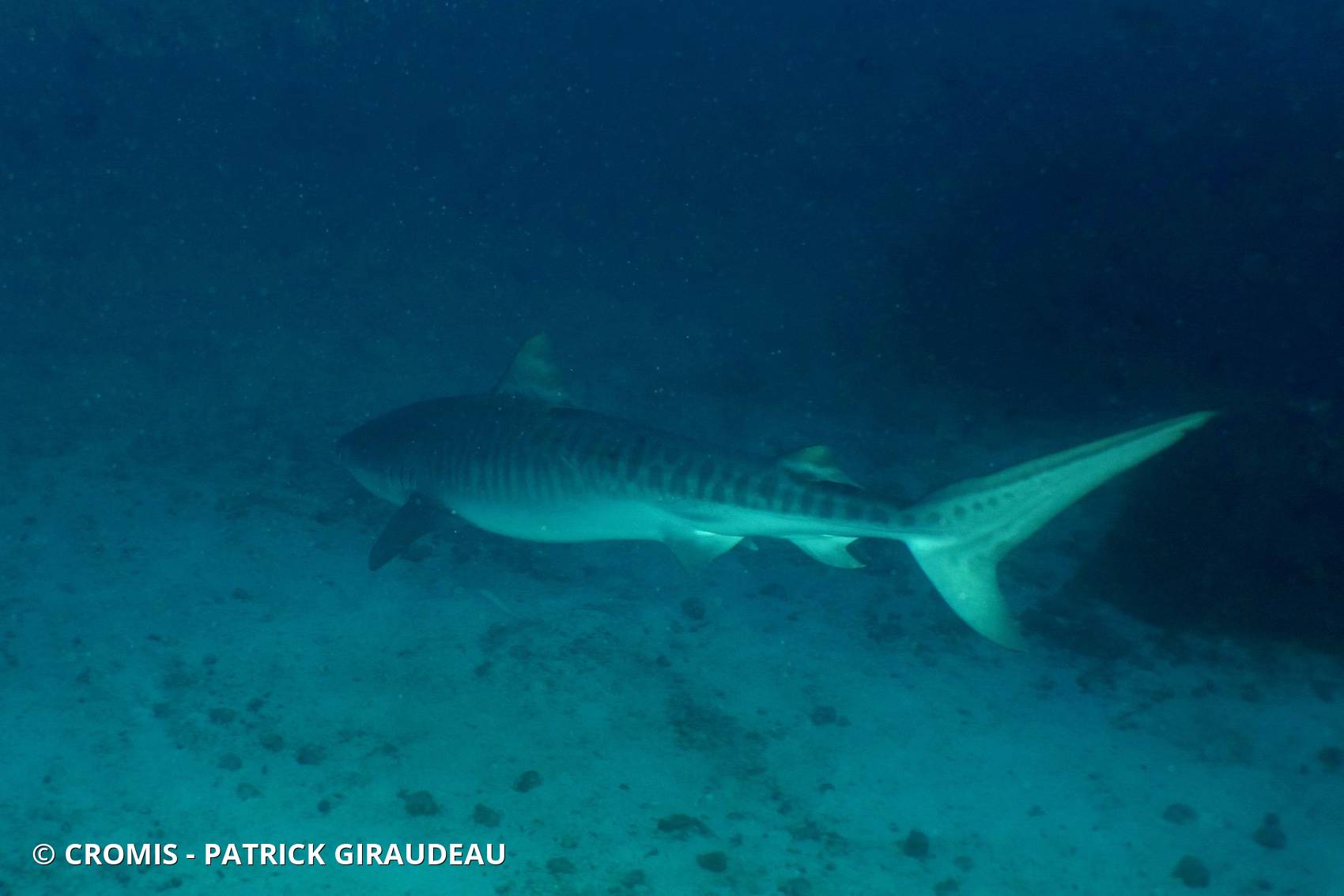 Requin tigre
