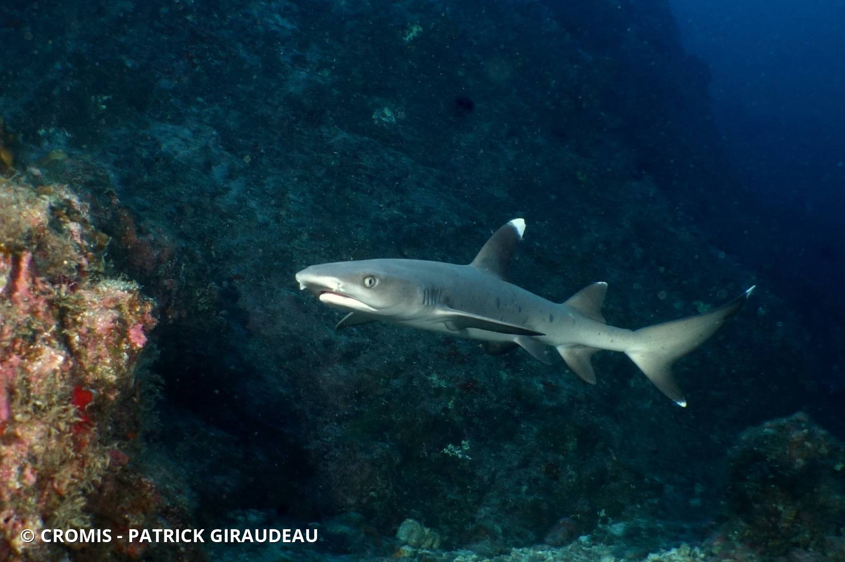 Requin corail