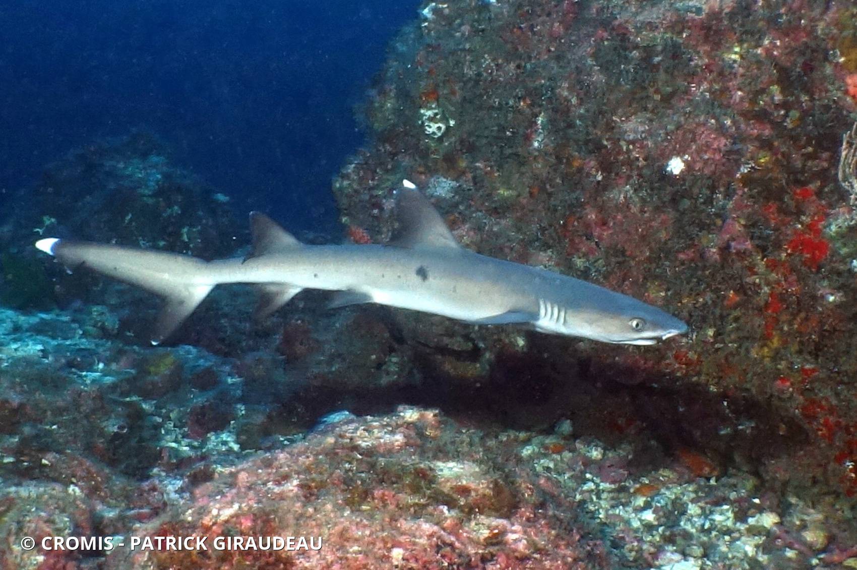 Requin corail