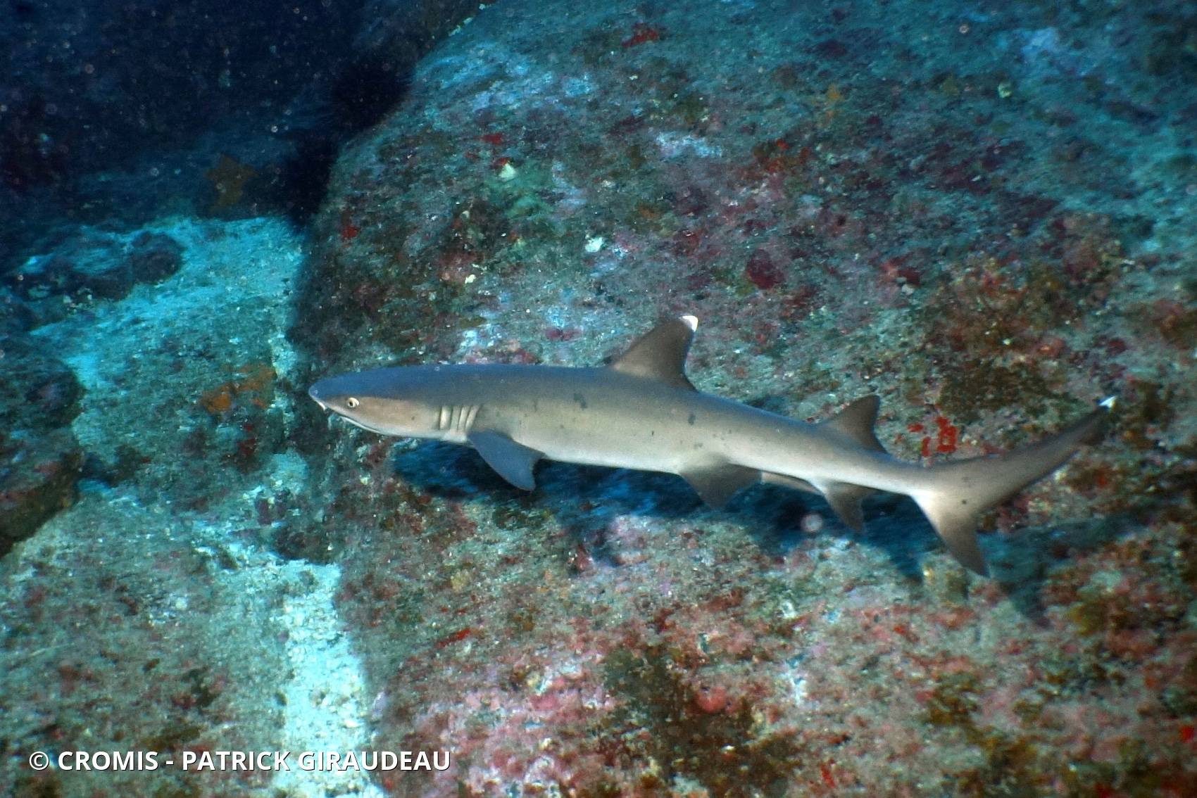 Requin corail