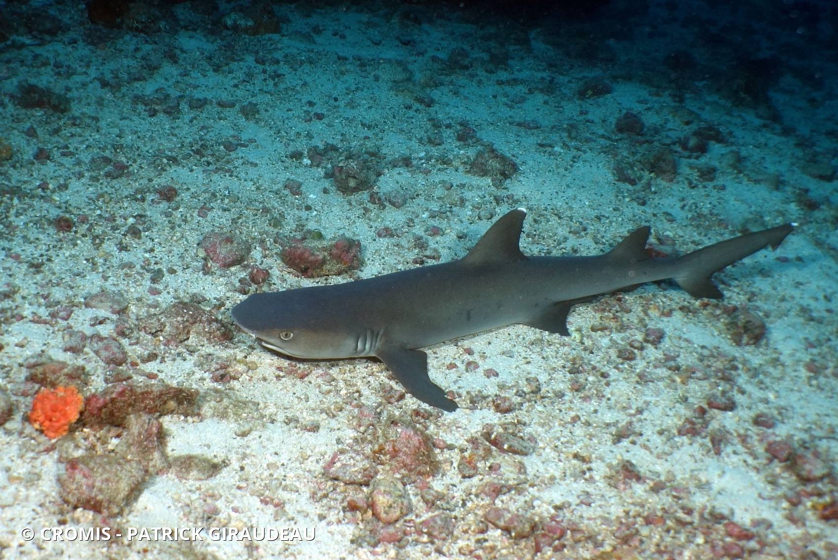 Requin corail