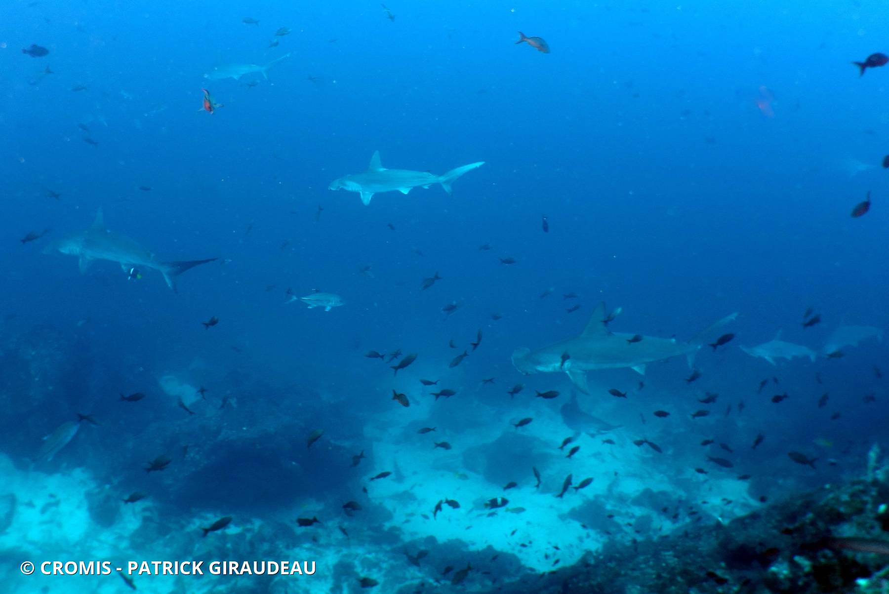Requin marteau halicorne