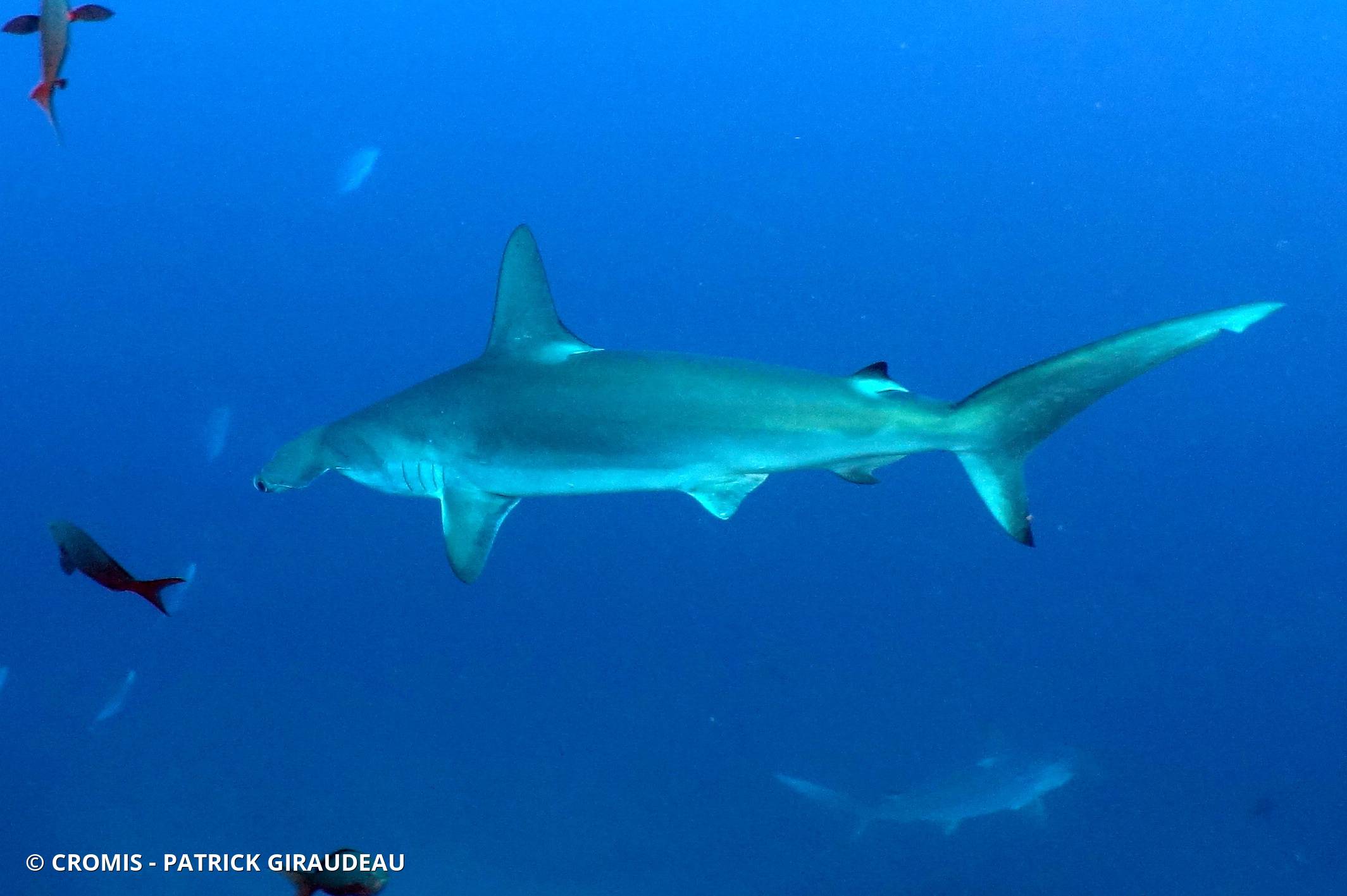Requin marteau halicorne