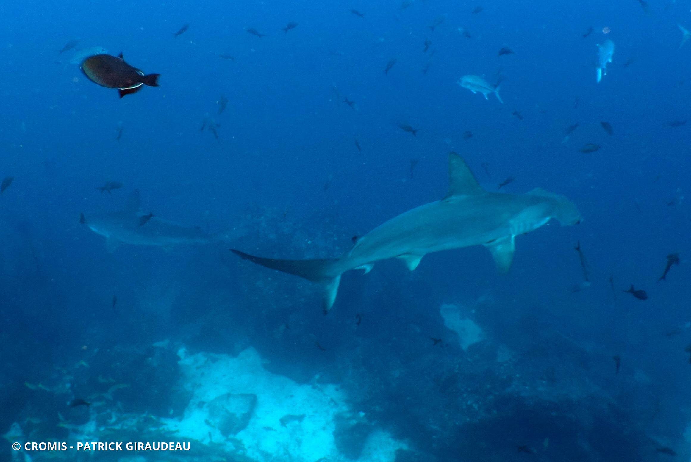 Requin marteau halicorne