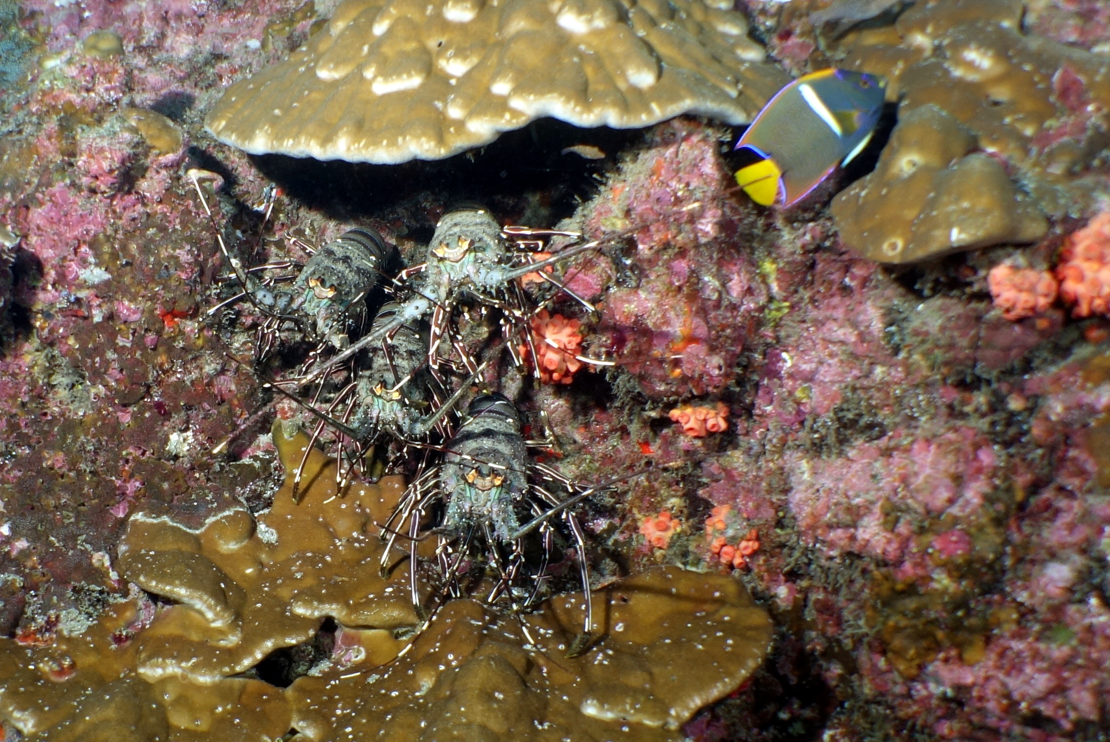 Langouste à jambes rayées