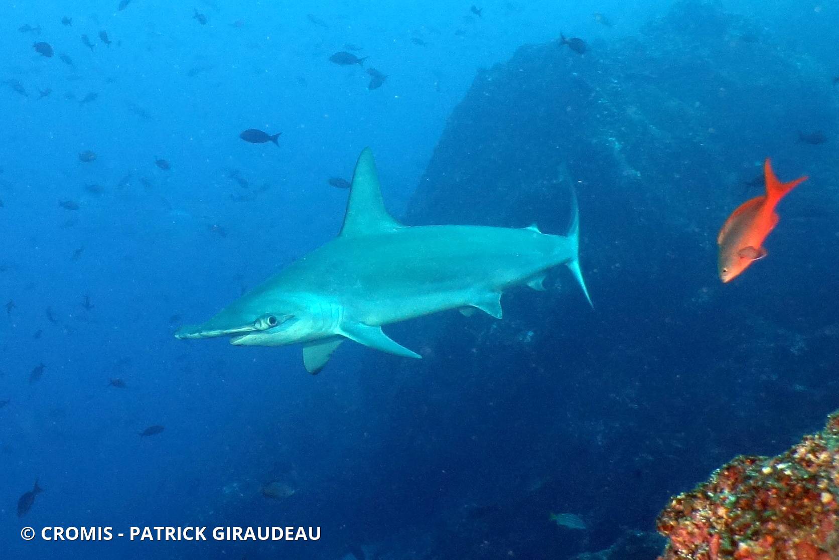 Requin marteau halicorne