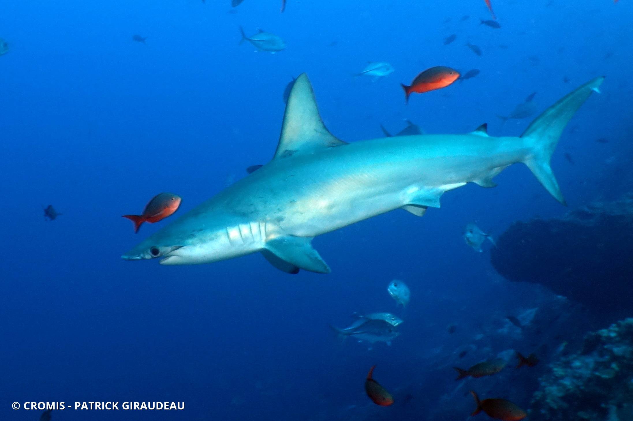 Requin marteau halicorne