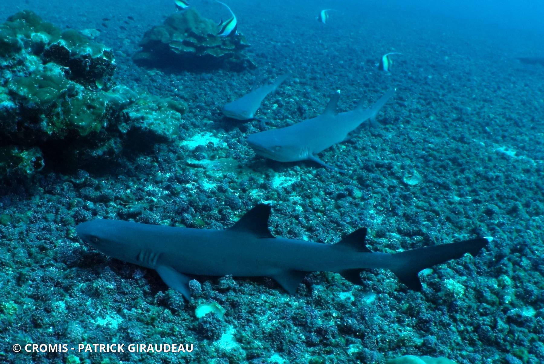 Requin corail