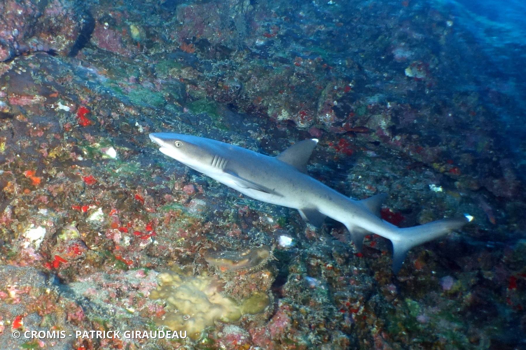 Requin corail
