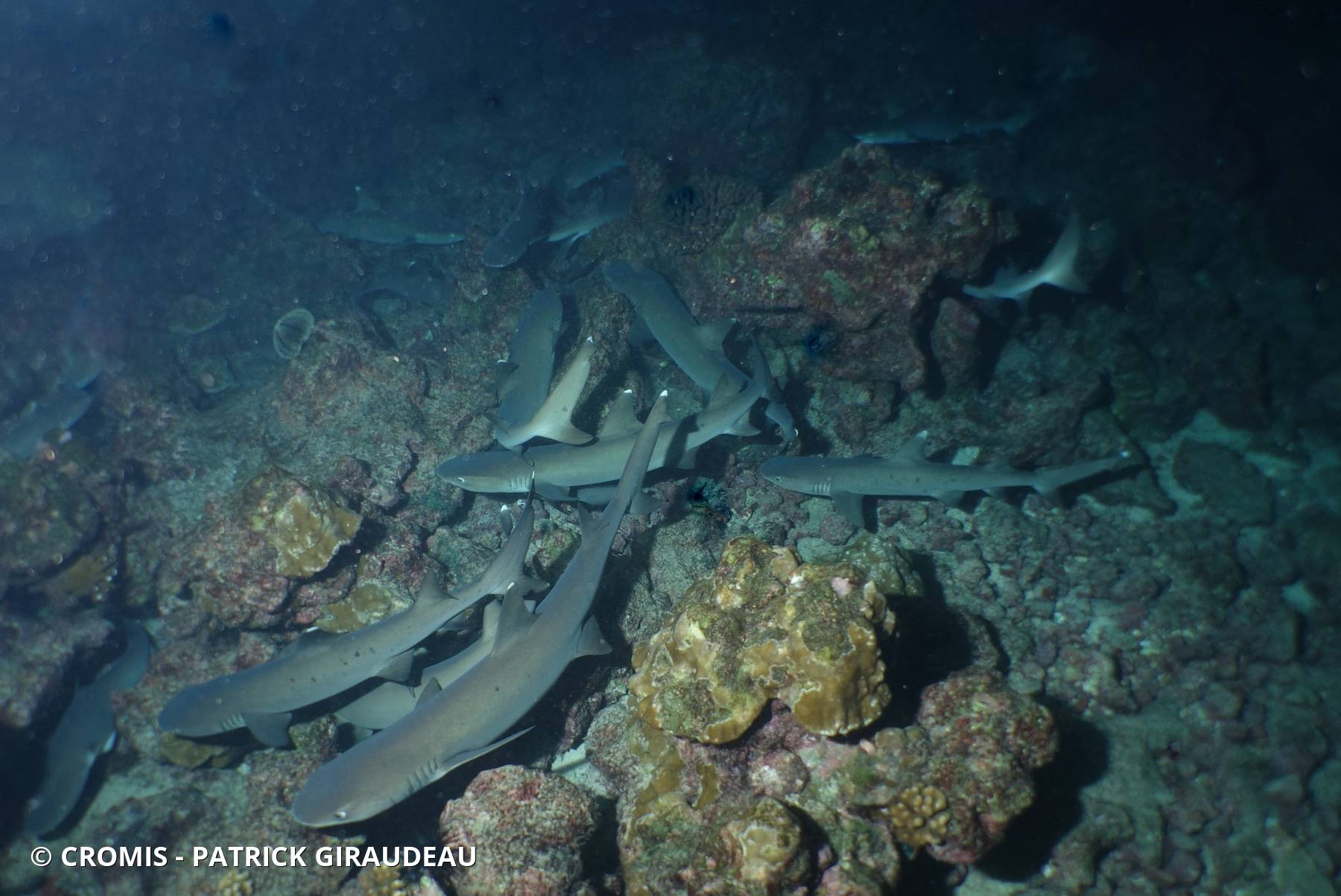 Requin corail