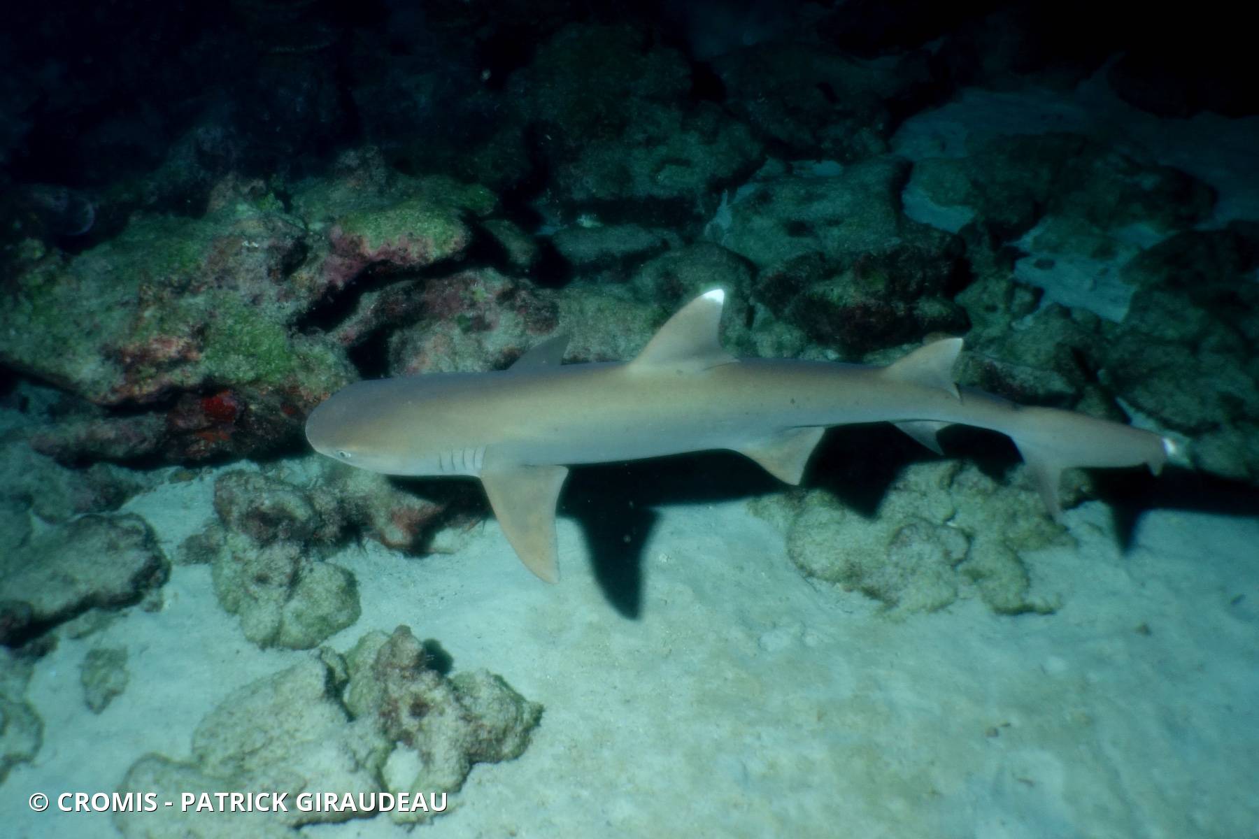 Requin corail