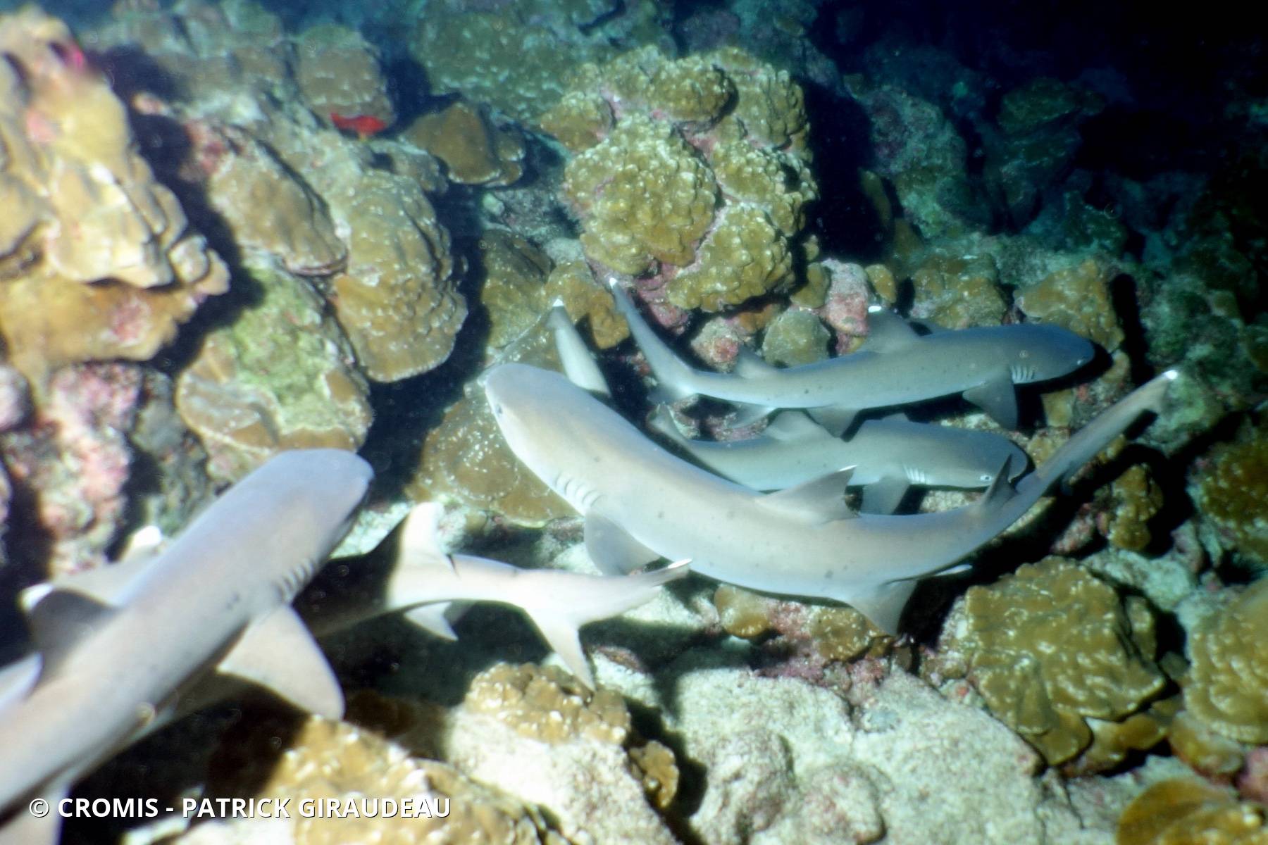 Requin corail