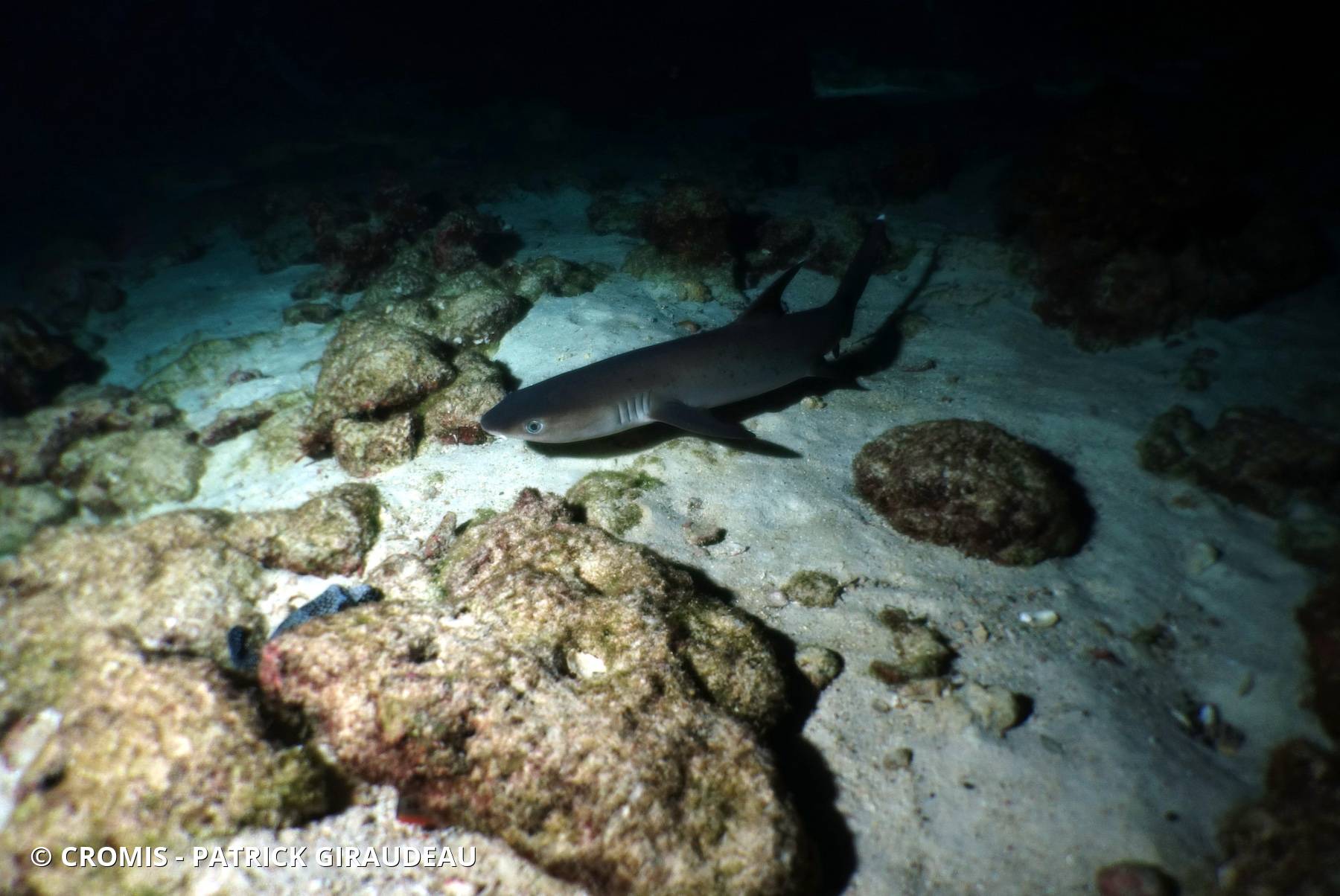 Requin corail