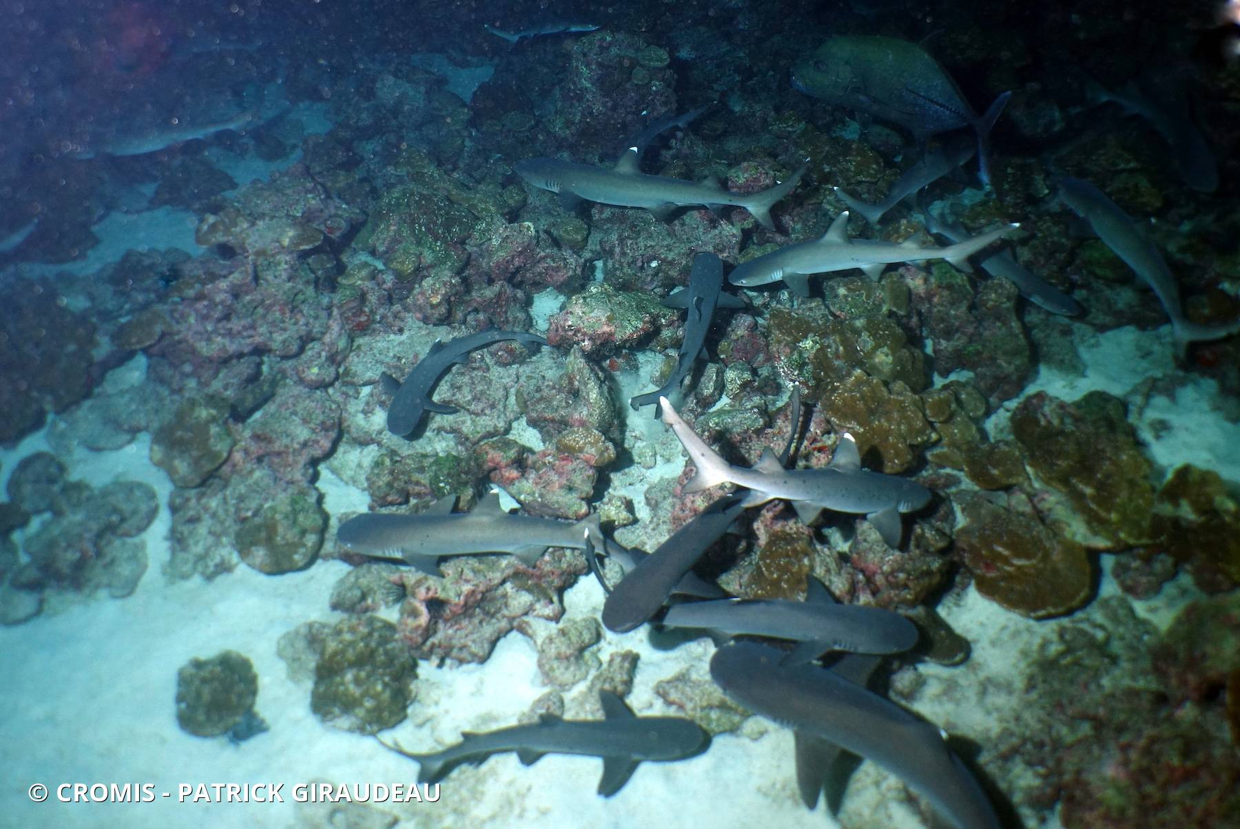 Requin corail