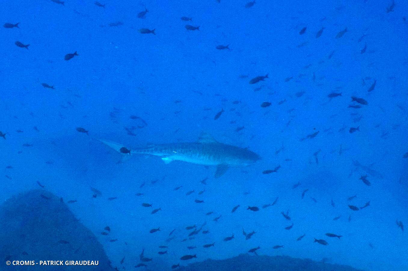 Requin tigre