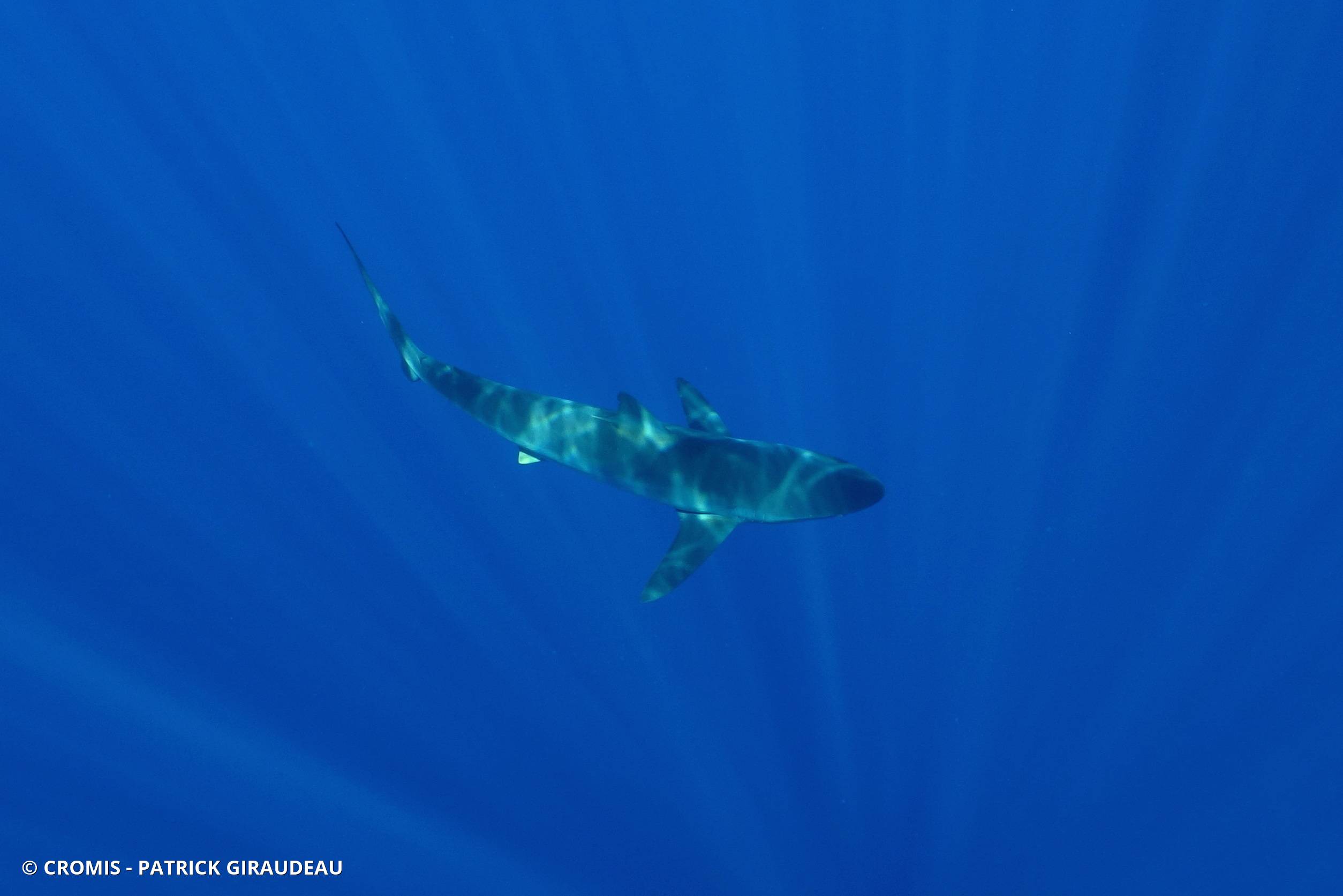 Requin soyeux