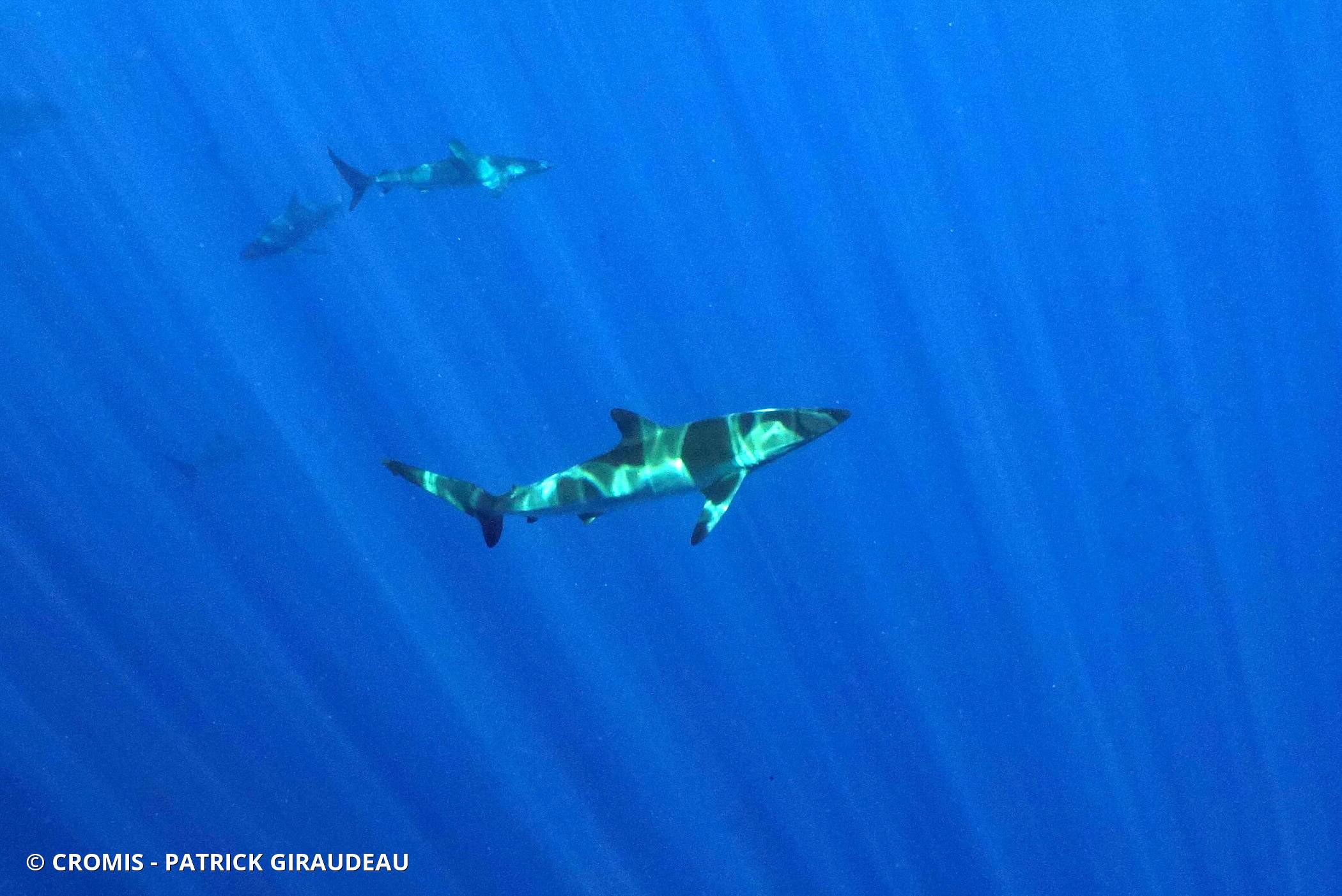 Requin soyeux