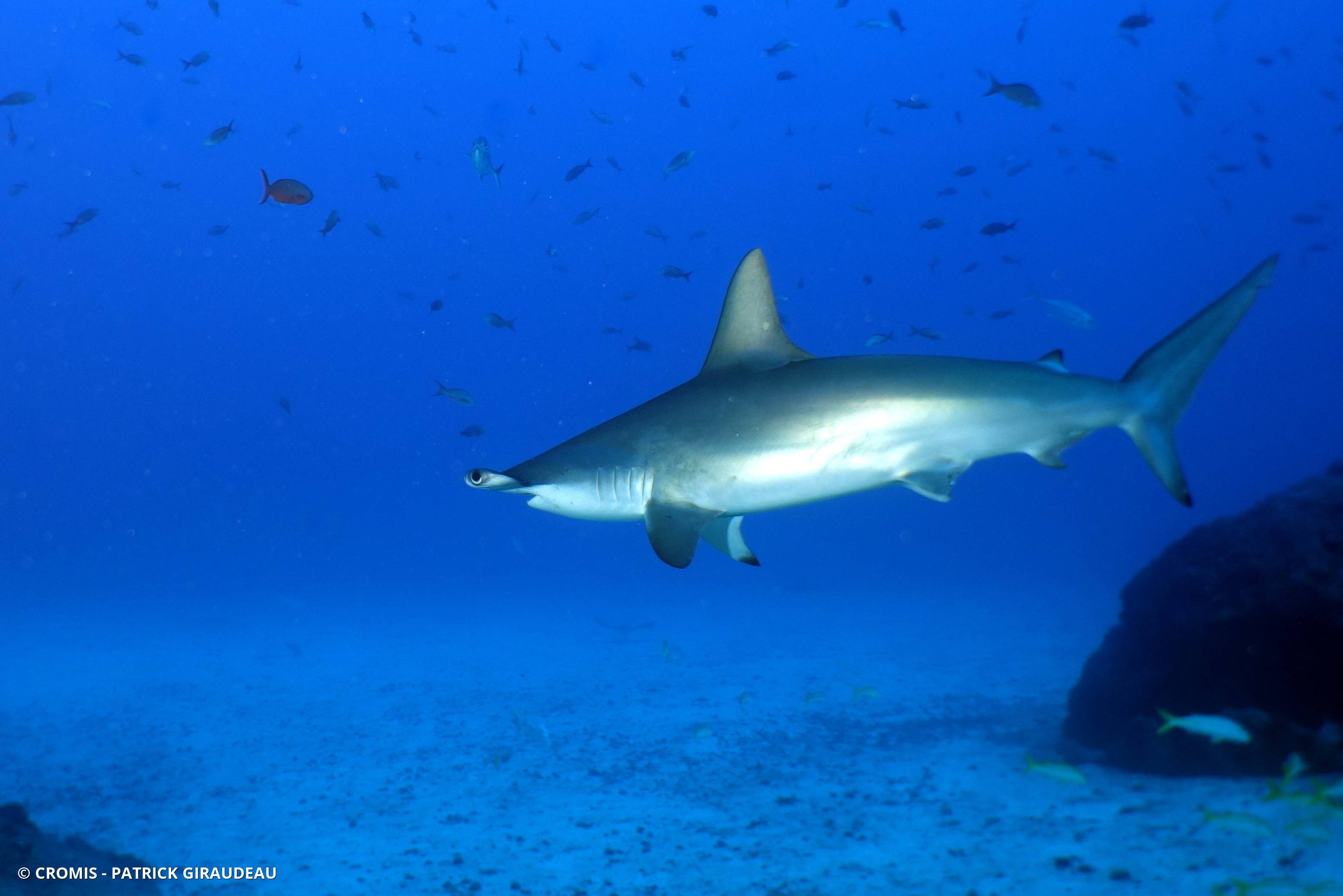 Requin marteau halicorne