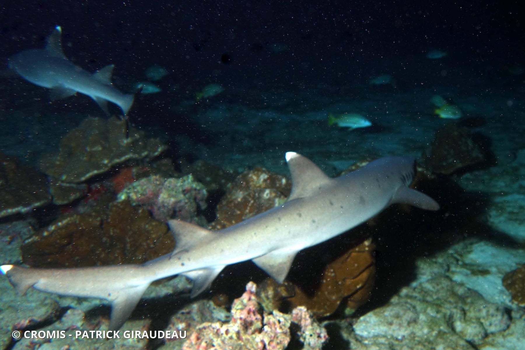 Requin corail
