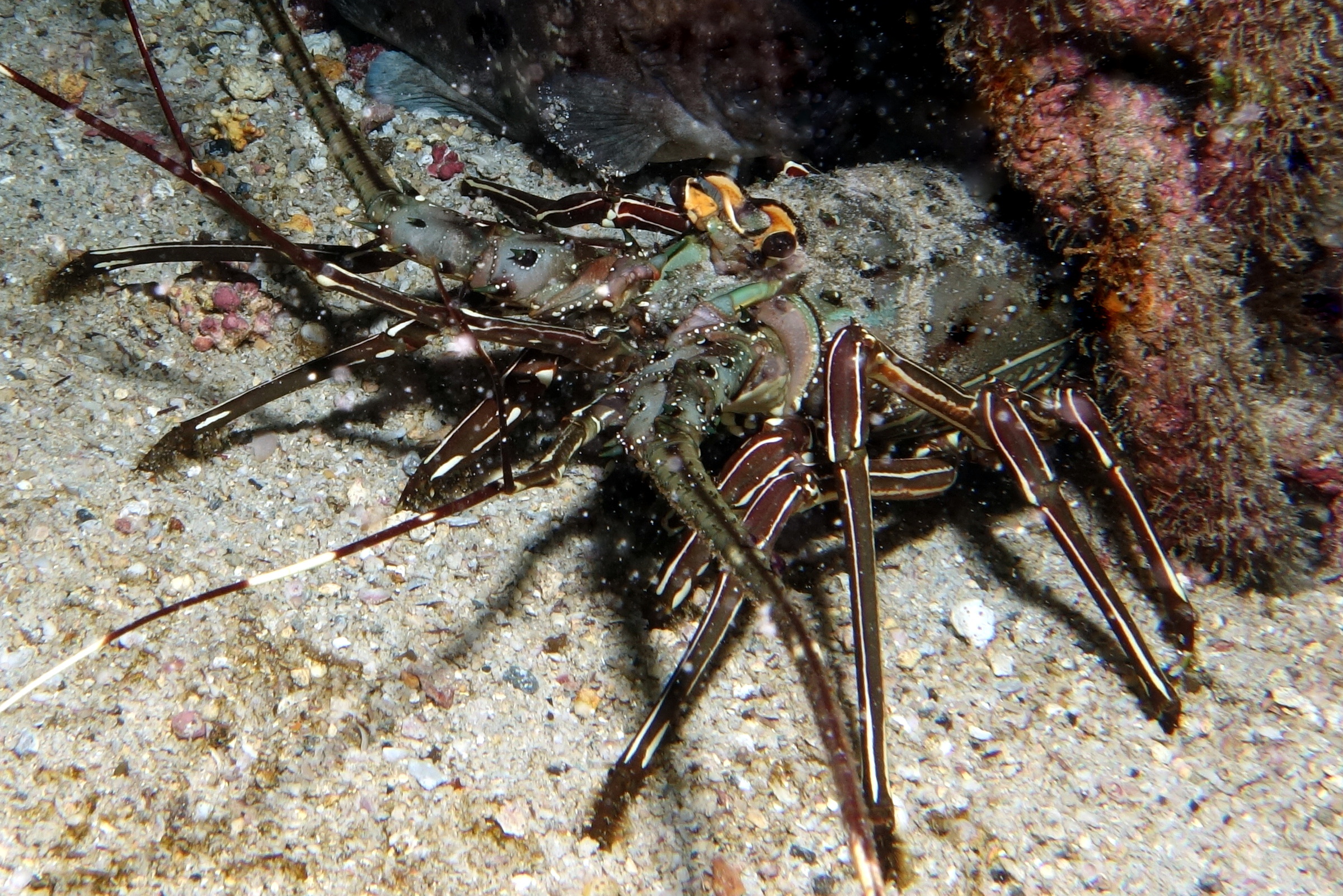 Langouste à jambes rayées