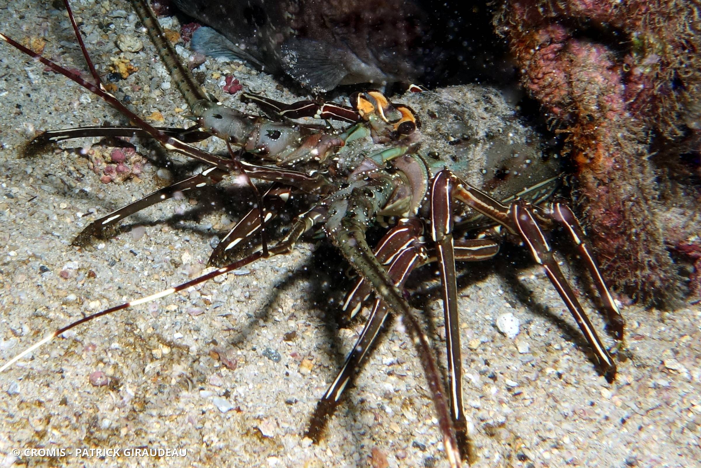 Langouste à jambes rayées