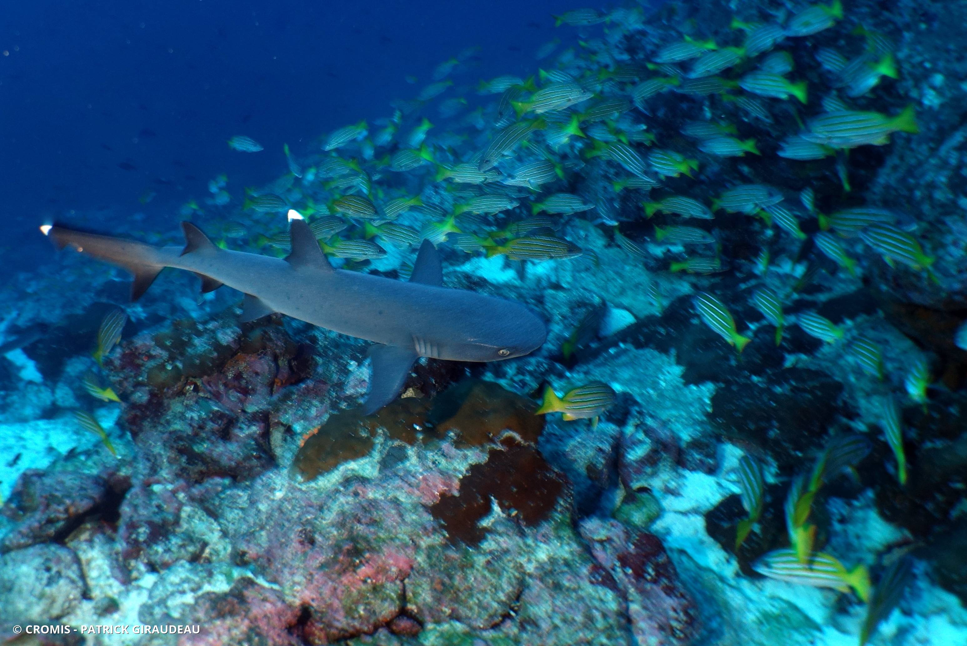 Requin corail