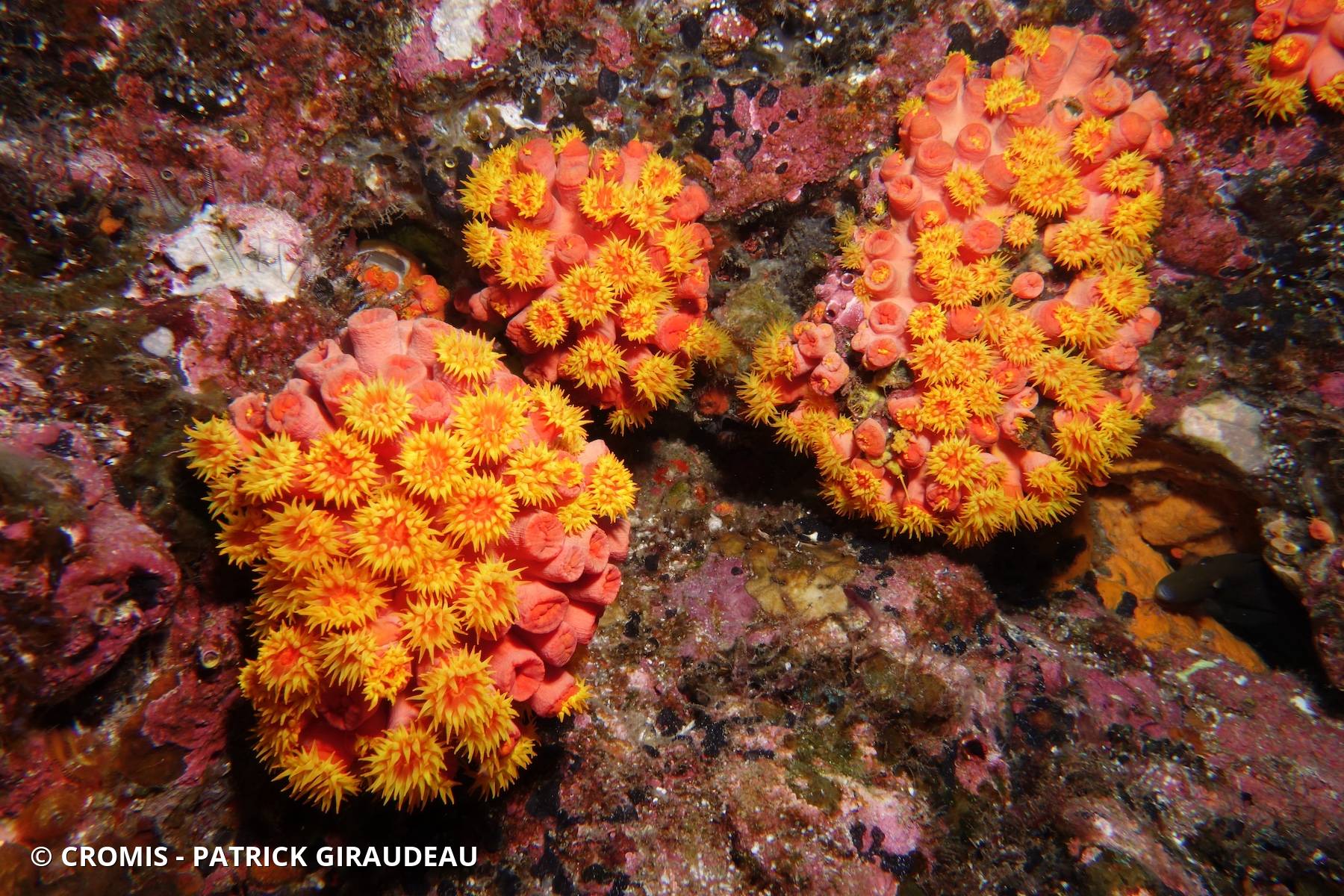 Tubastrée orange