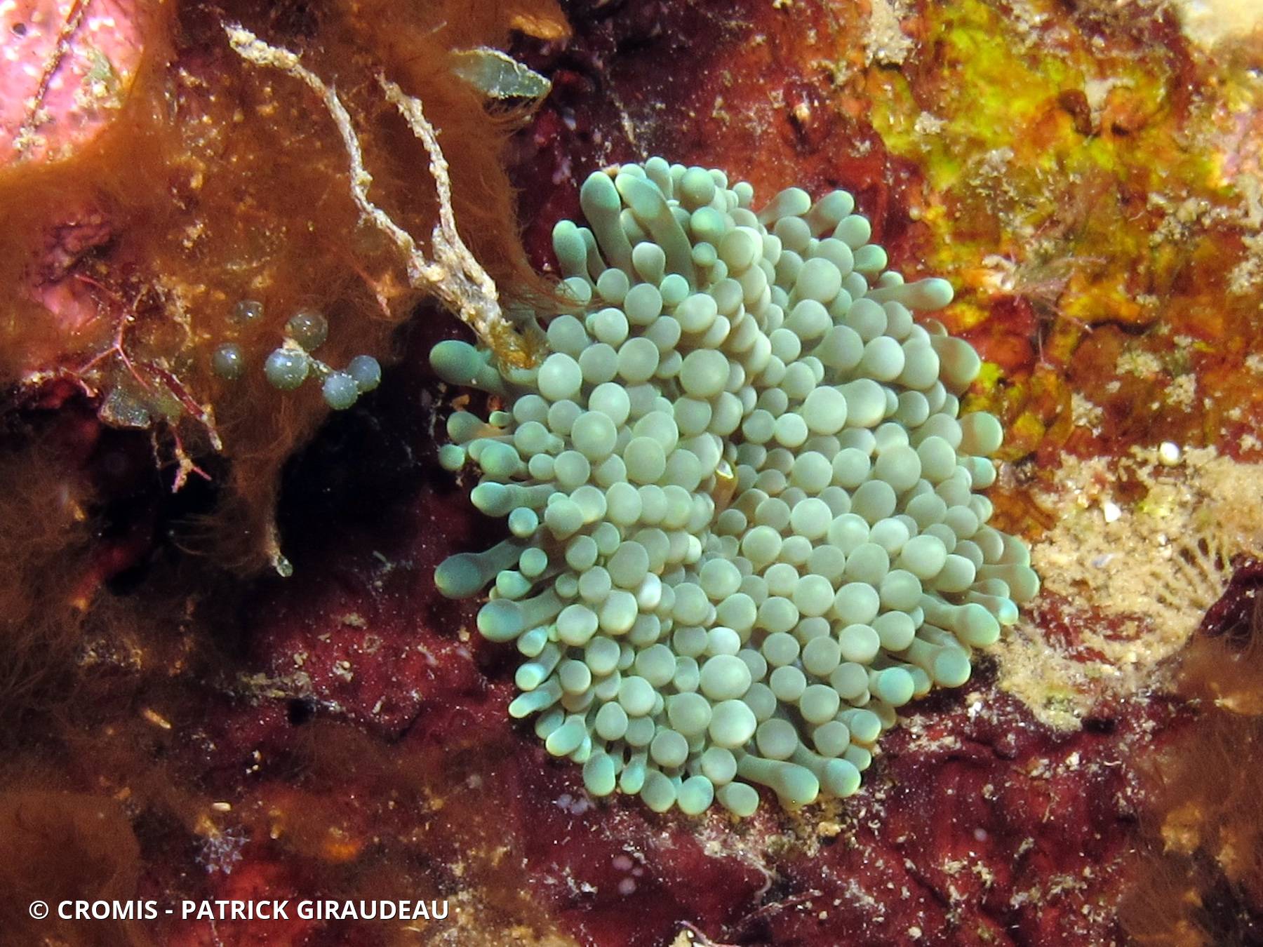 Corallimorphaire verruqueux