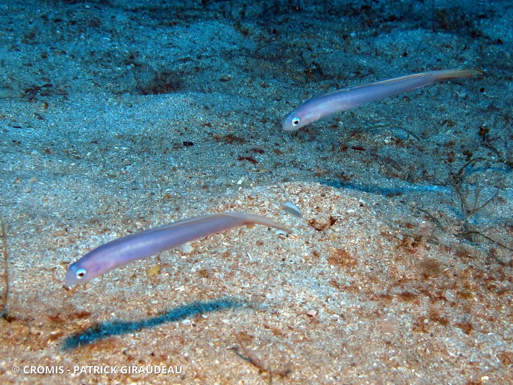 Poisson-fléchette planant