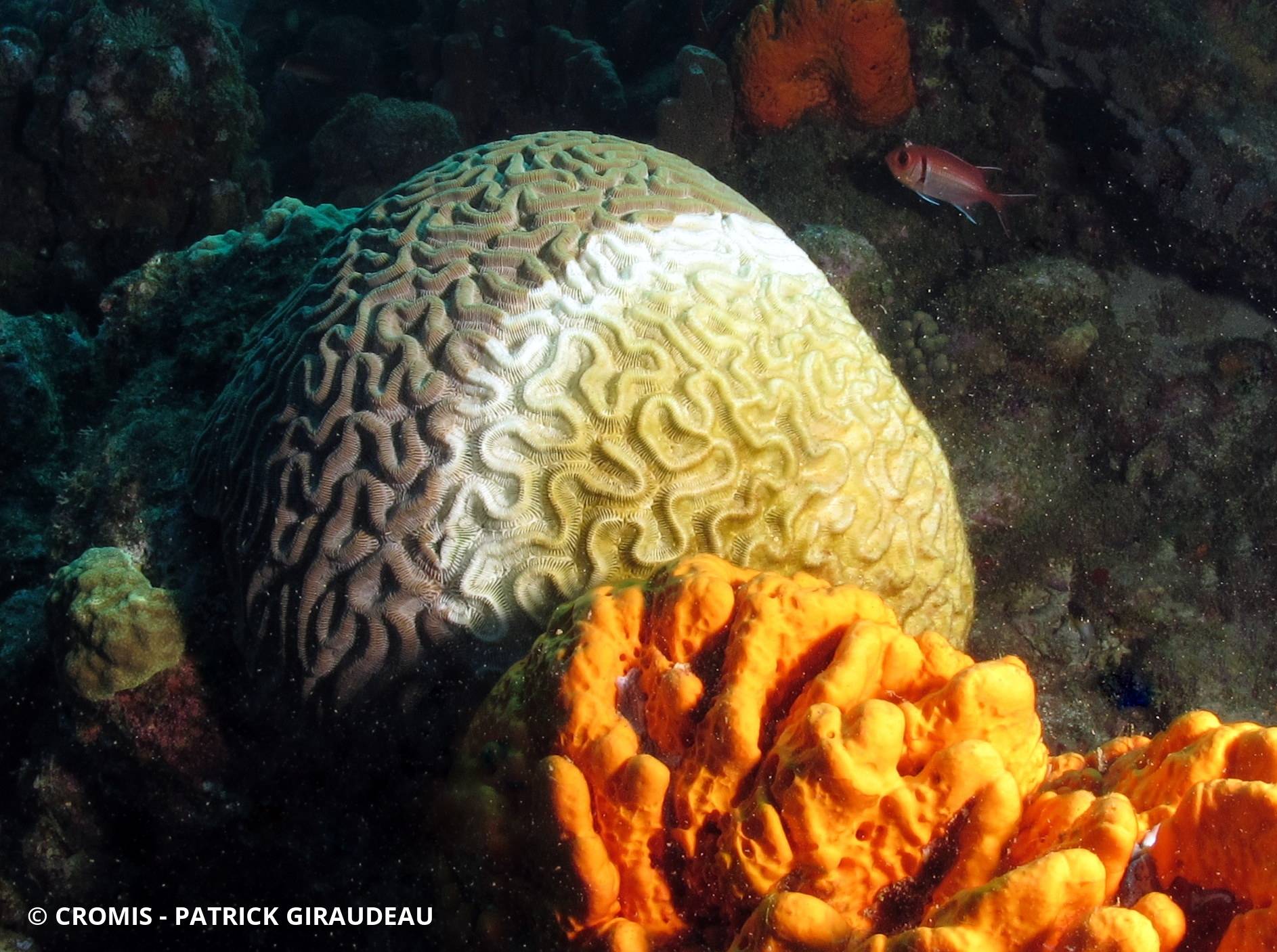 Corail cerveau bosselé