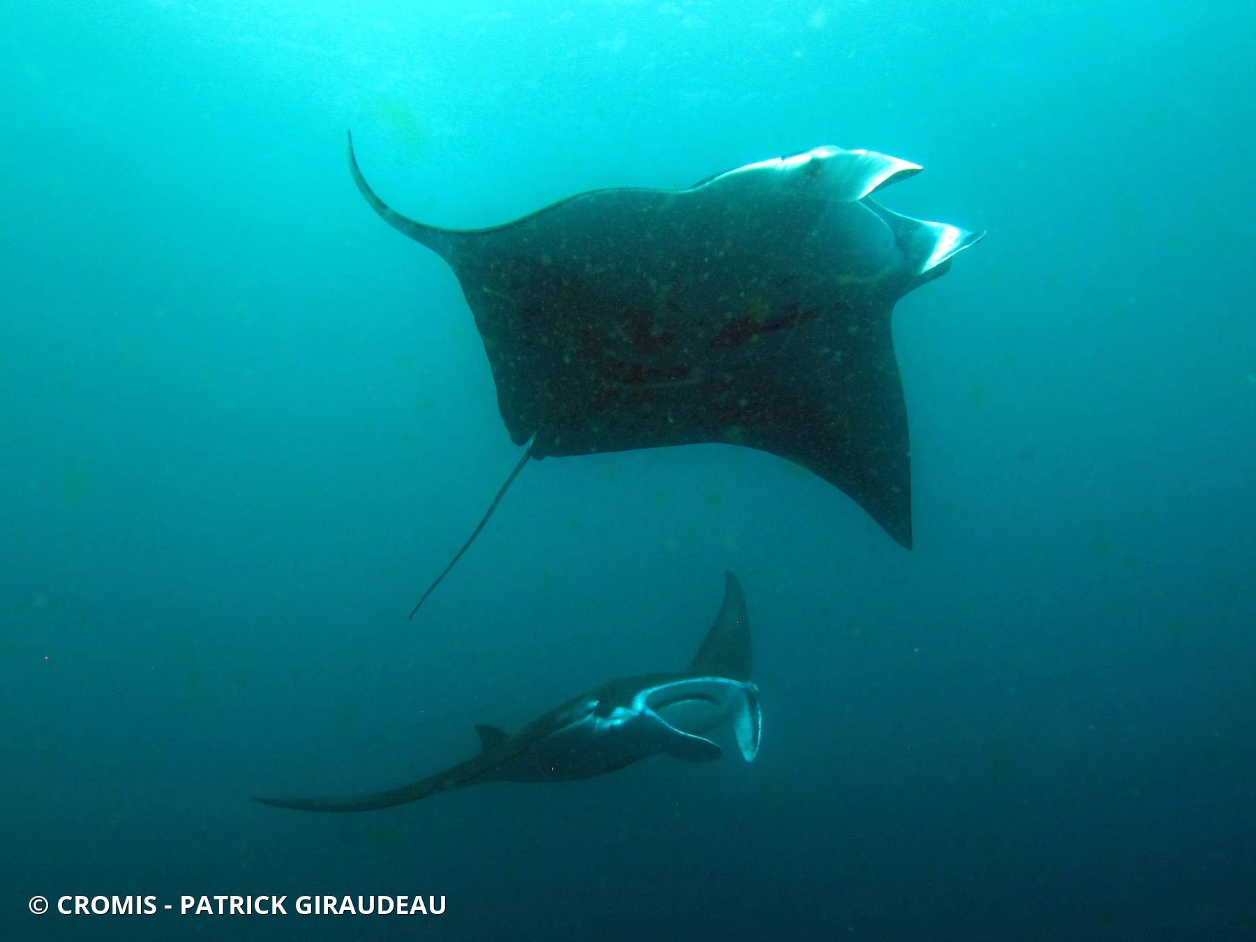 Manta des récifs
