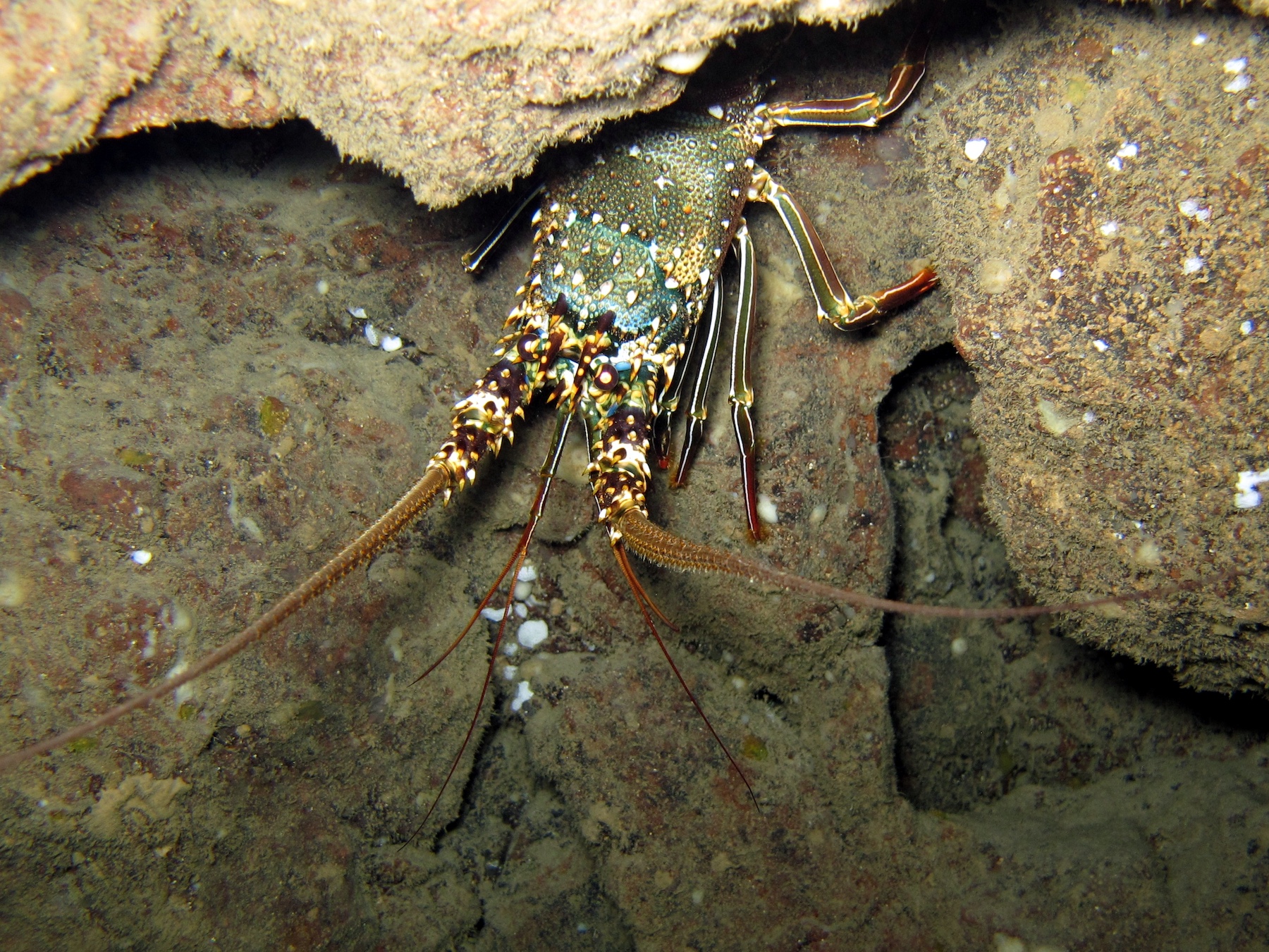 Langouste à jambes rayées