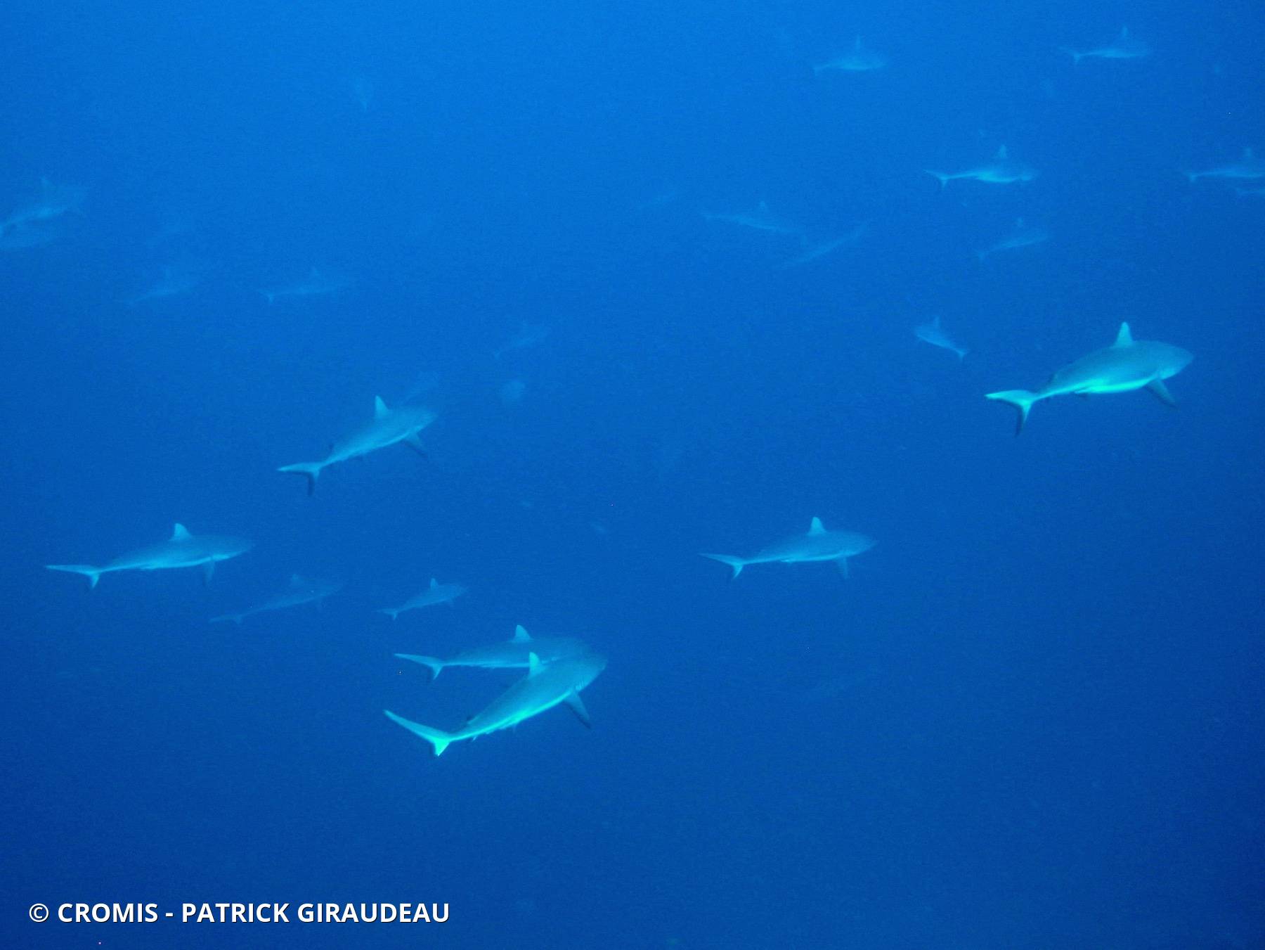 Requin gris de récif