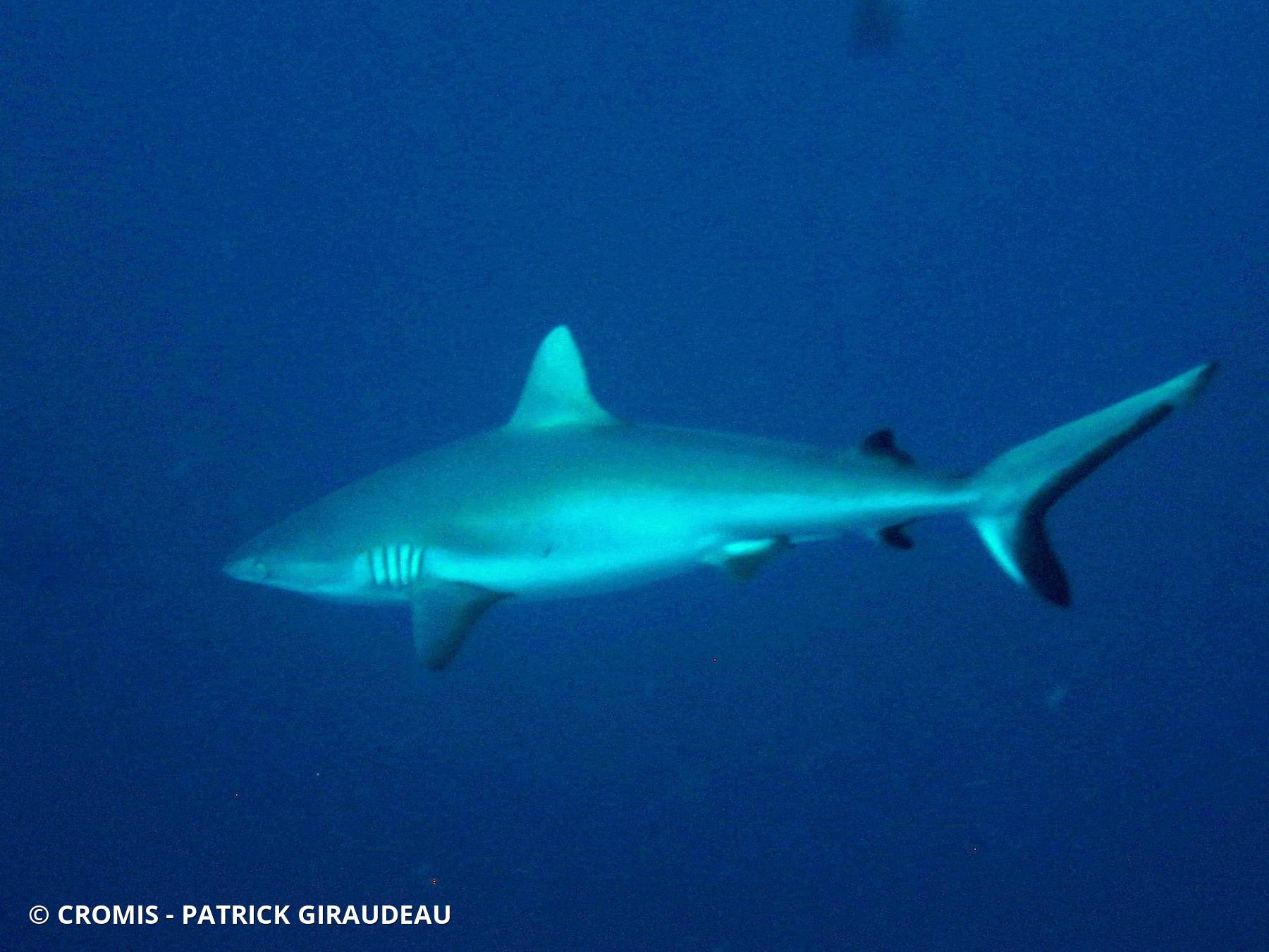 Requin gris de récif
