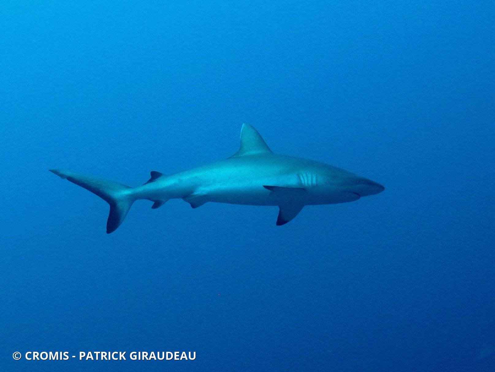 Requin gris de récif