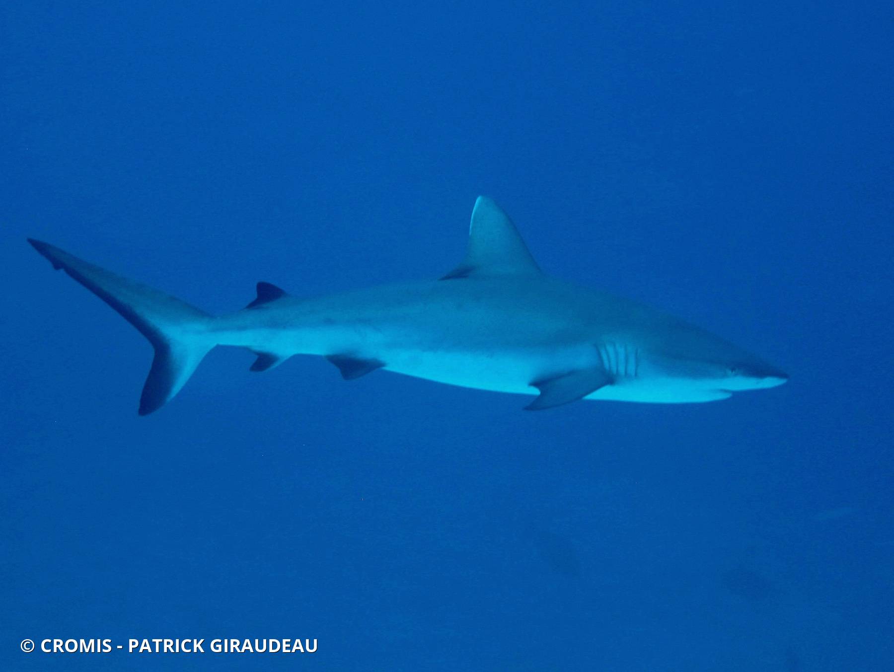 Requin gris de récif