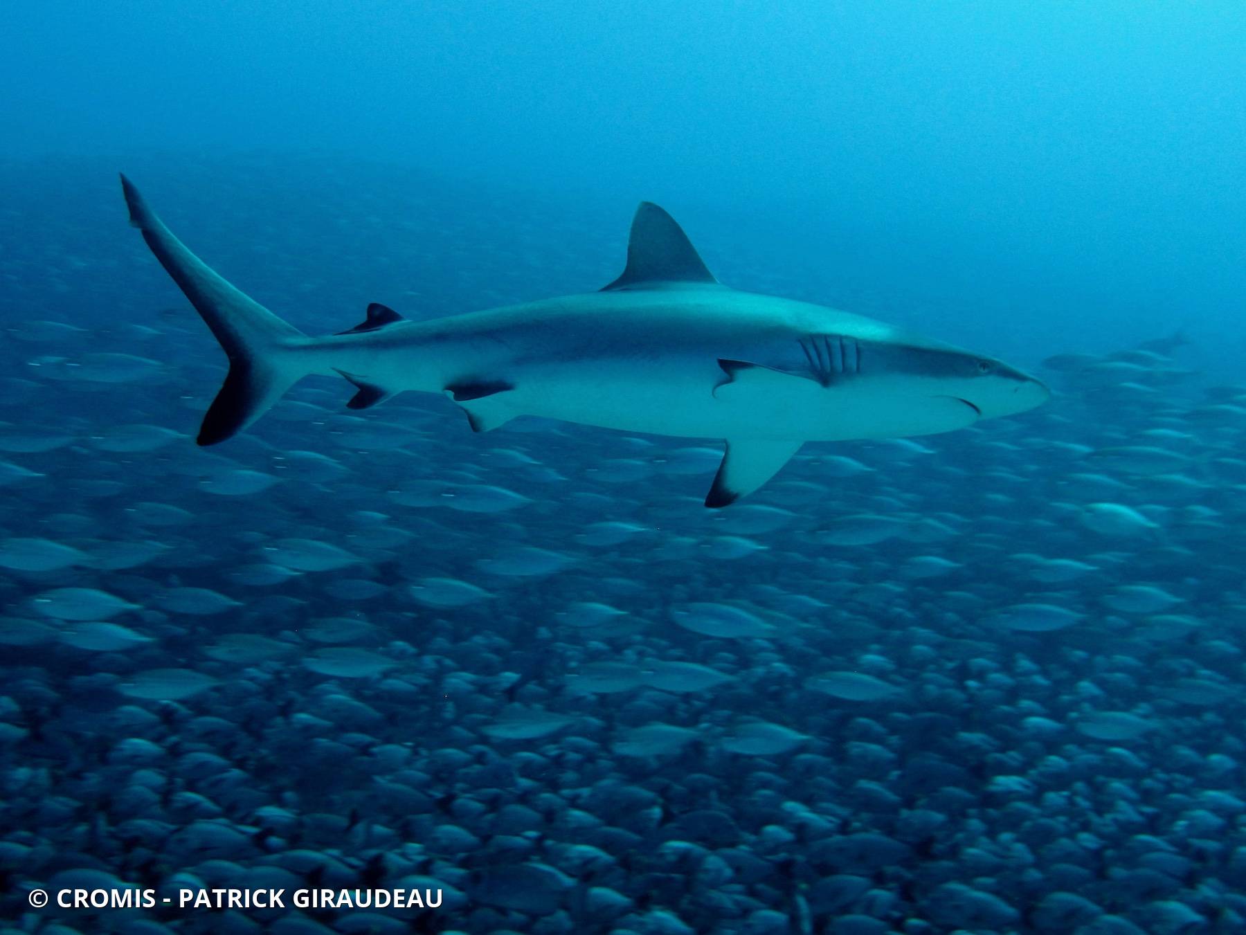 Requin gris de récif