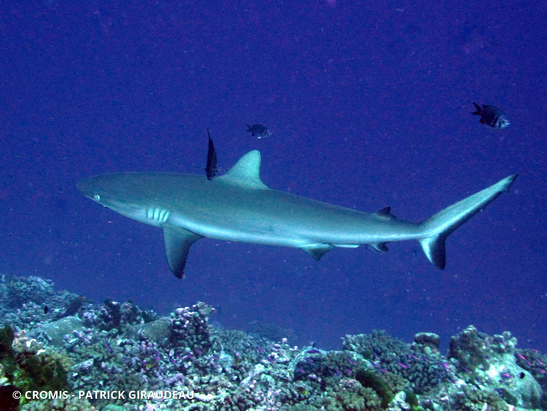 Requin gris de récif