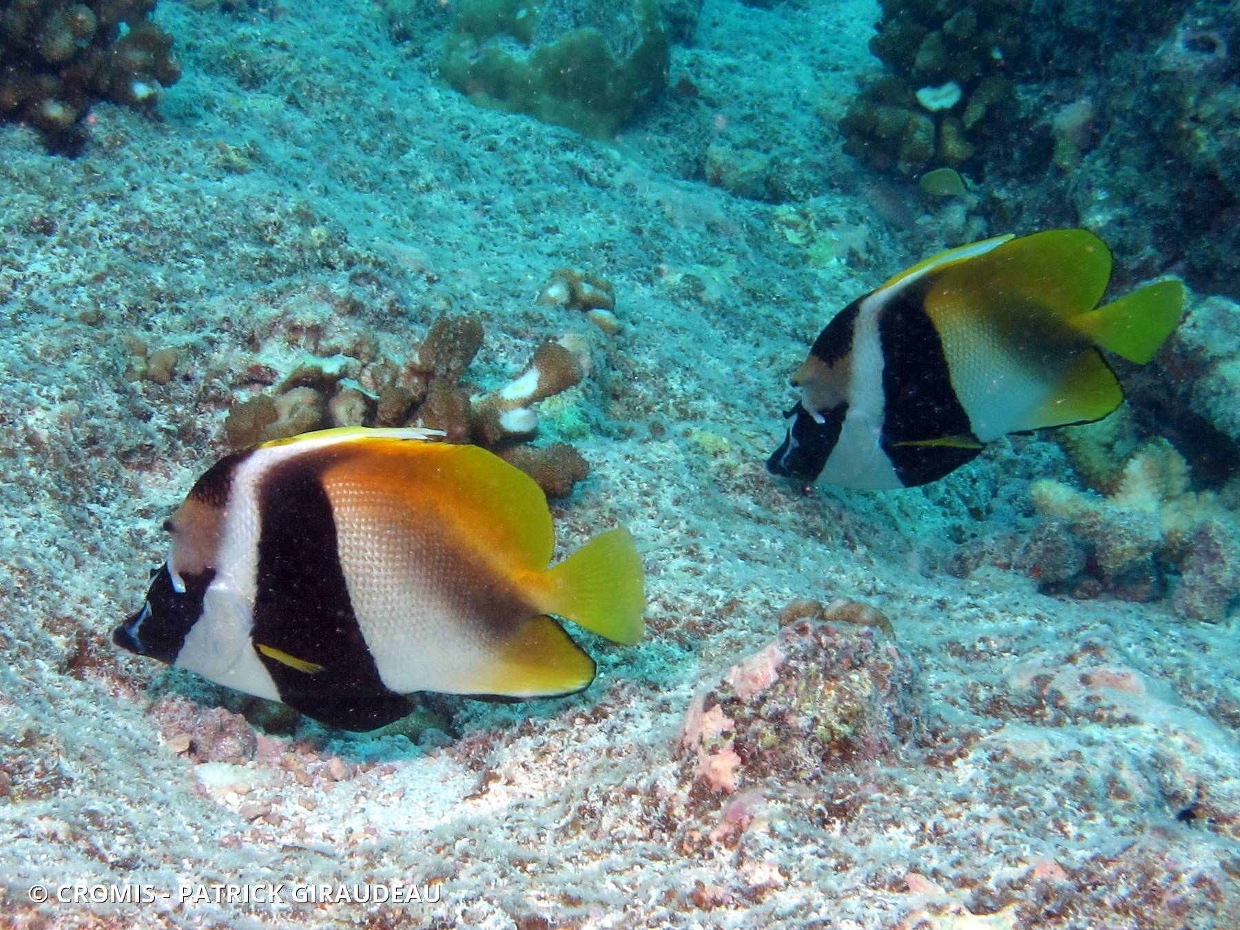 Poisson-cocher masqué