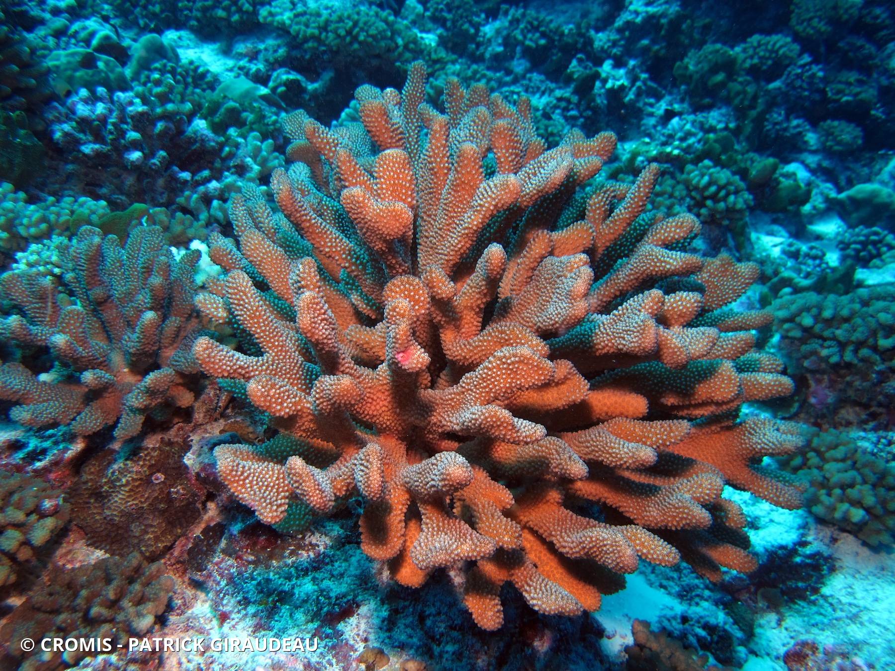 Pocillopore corne d’élan