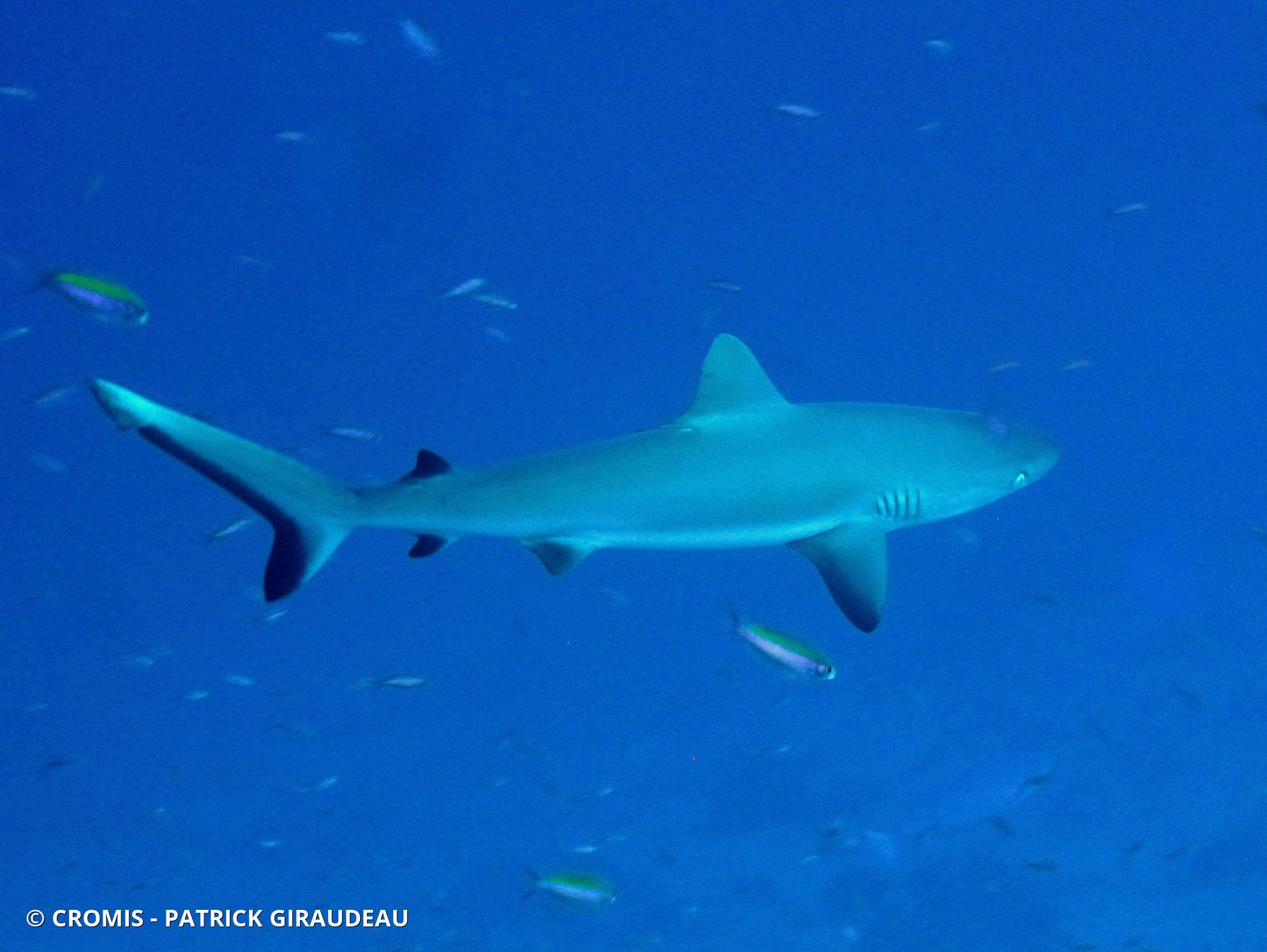 Requin gris de récif