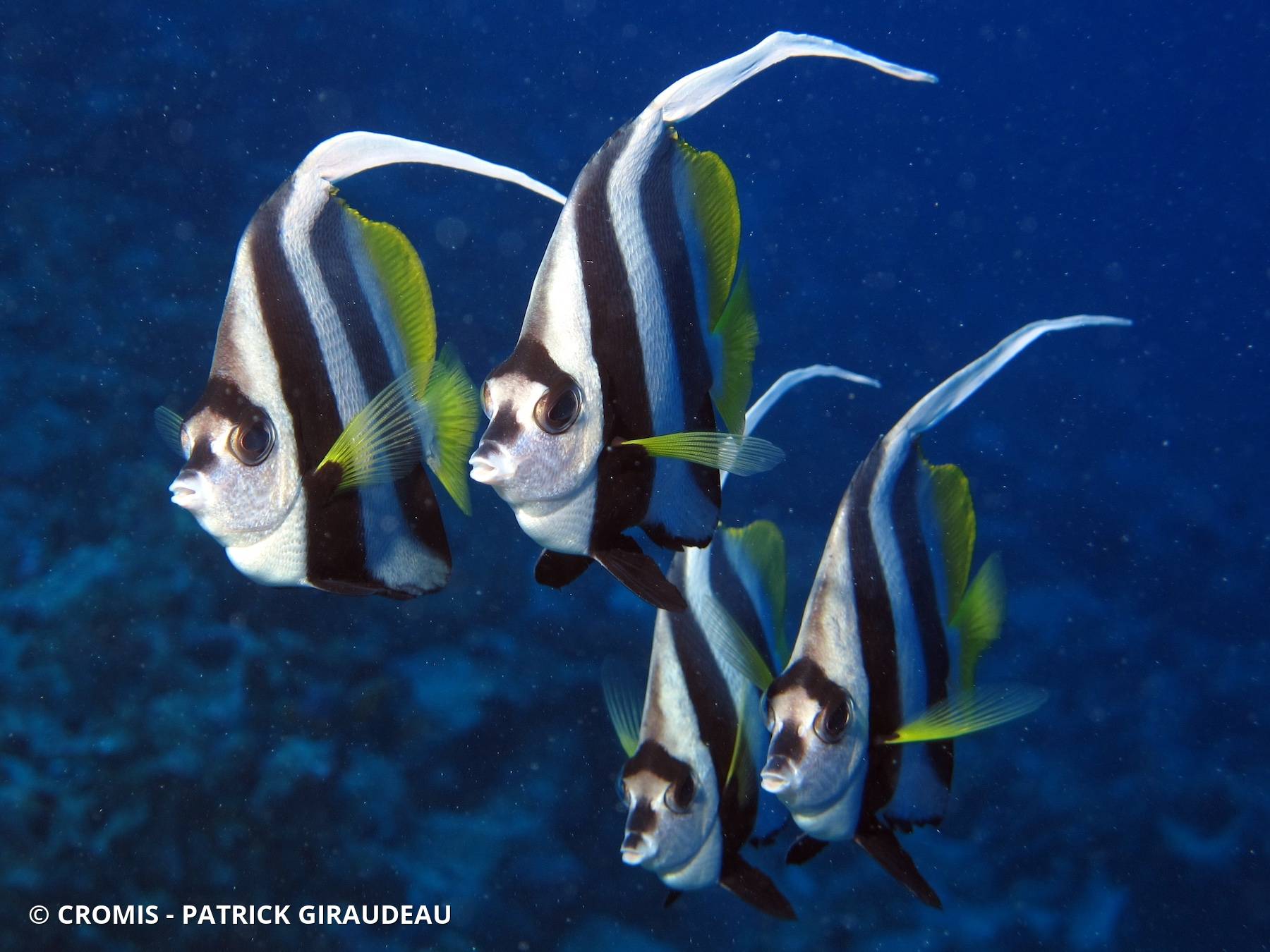 Poisson-cocher commun