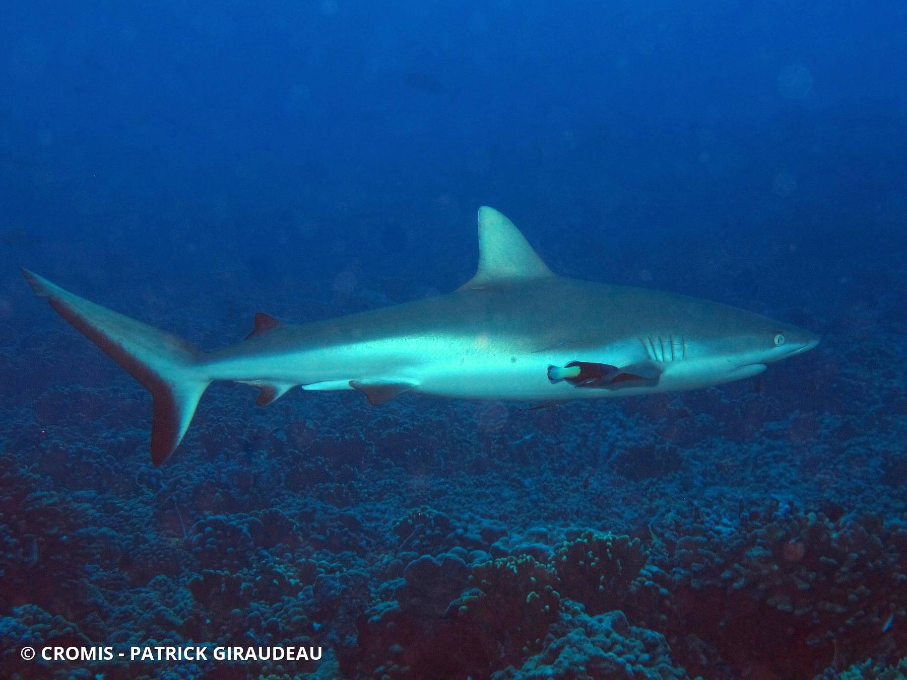 Requin gris de récif