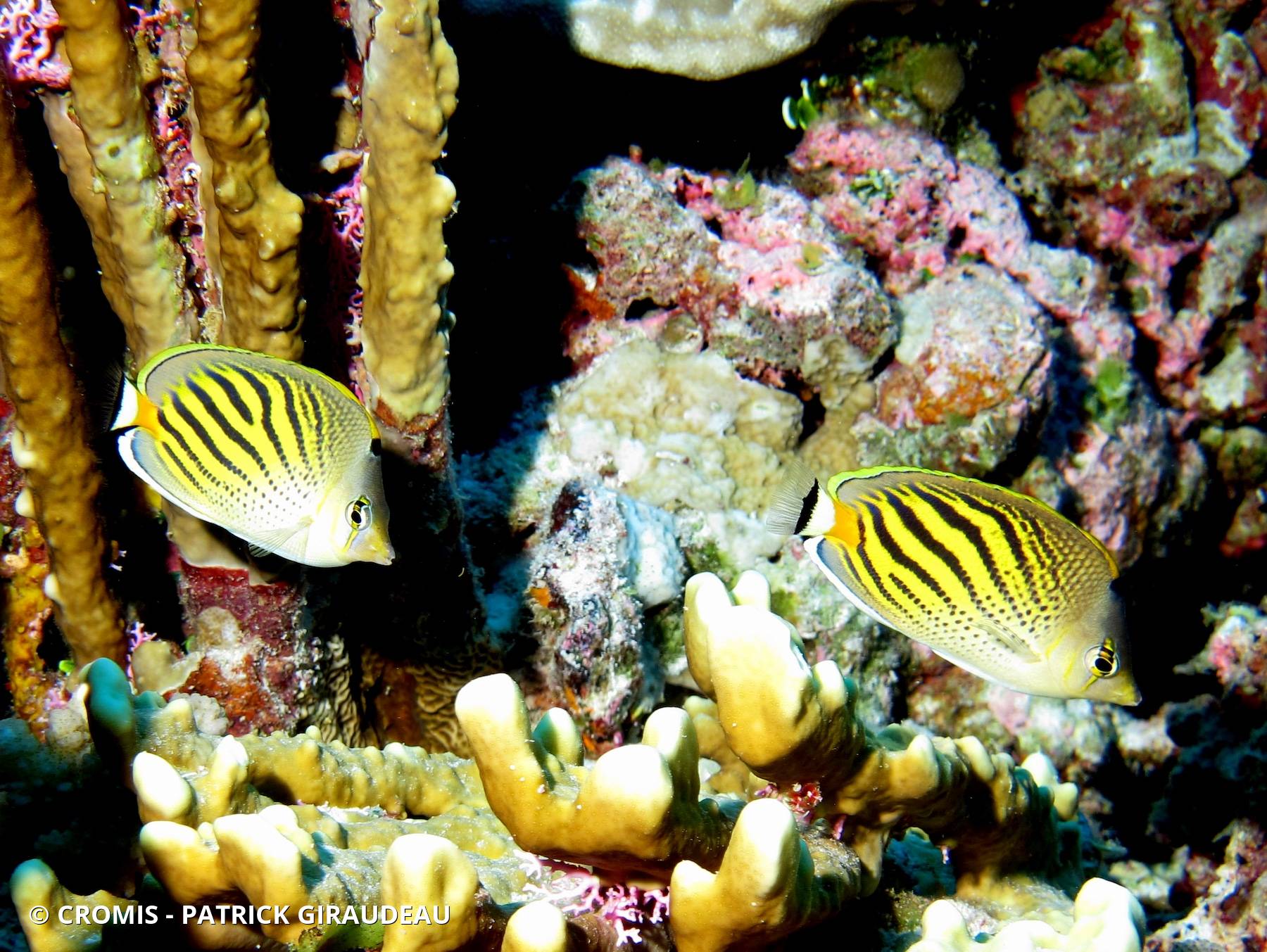 Poisson-papillon à points-tirets