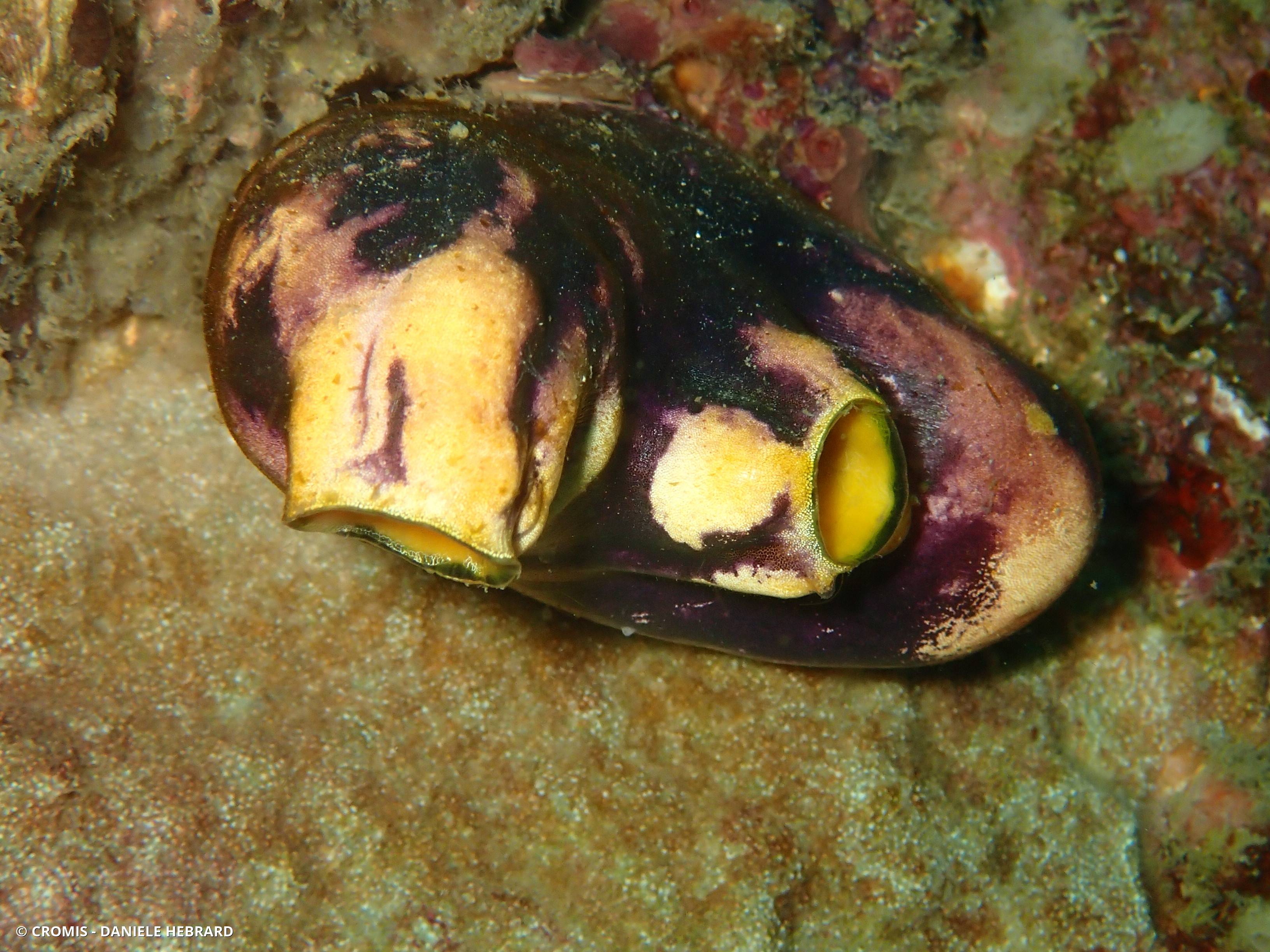 Polycarpe doré