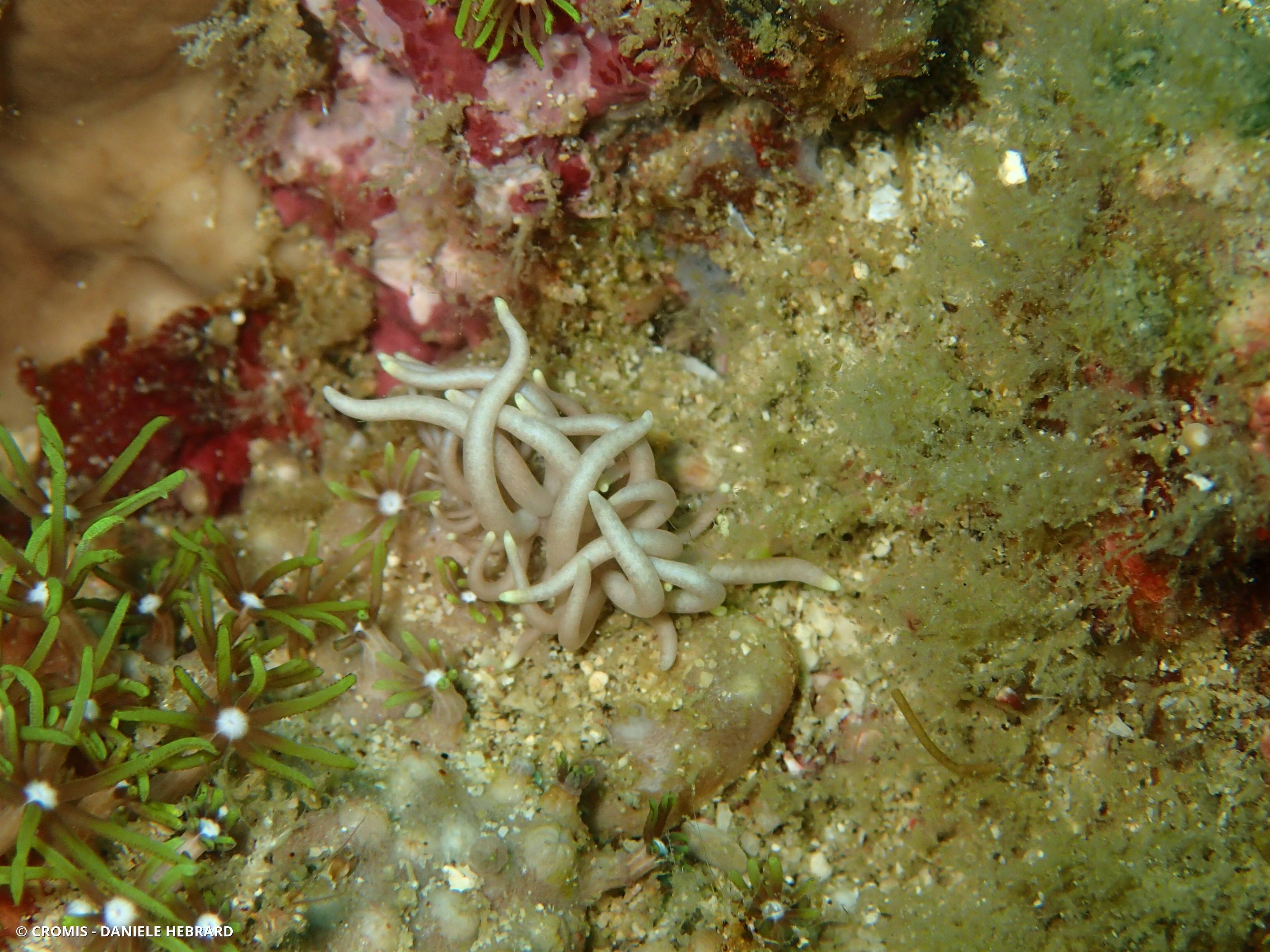 Phyllodesmium gracile
